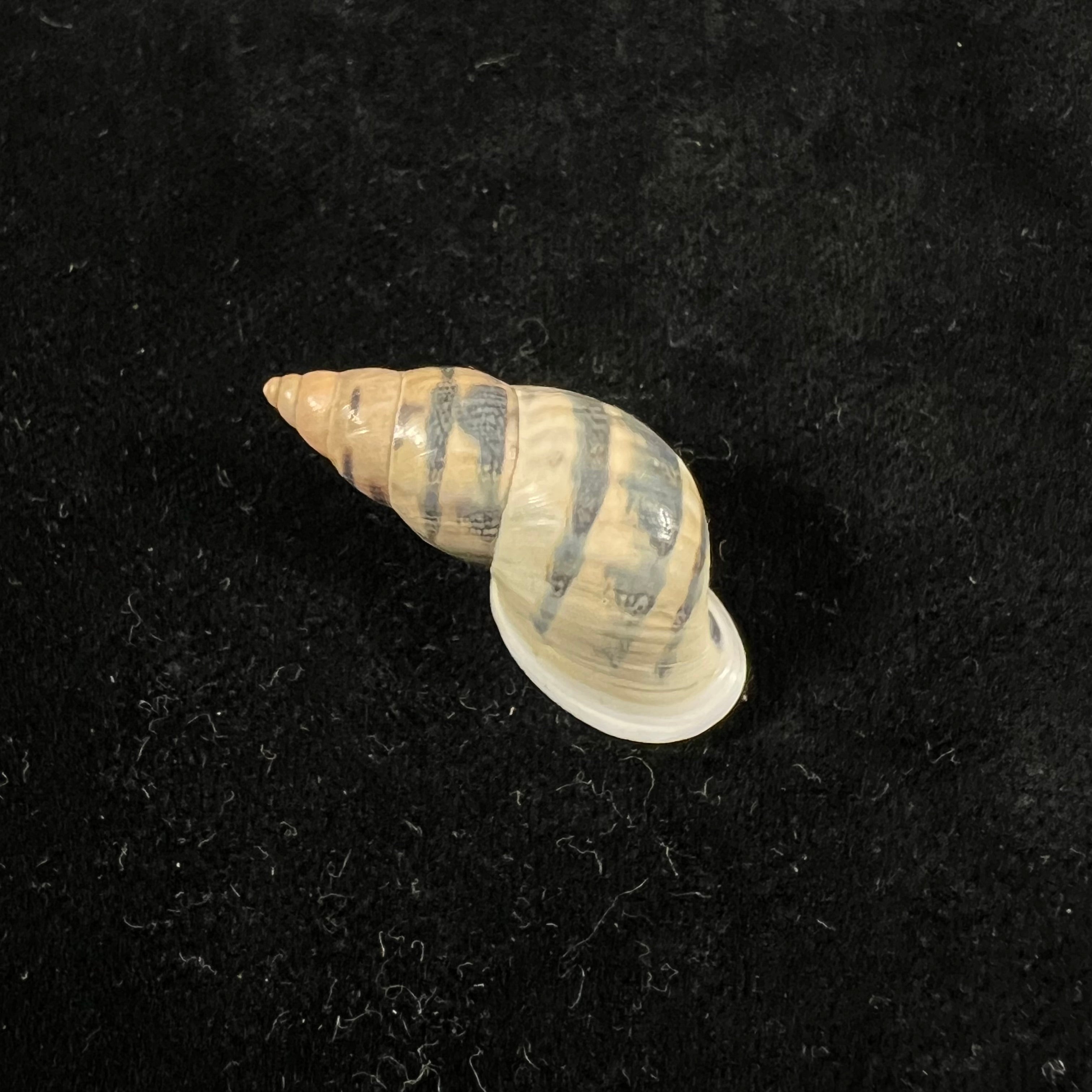 Drymaeus sp - 32,6mm
