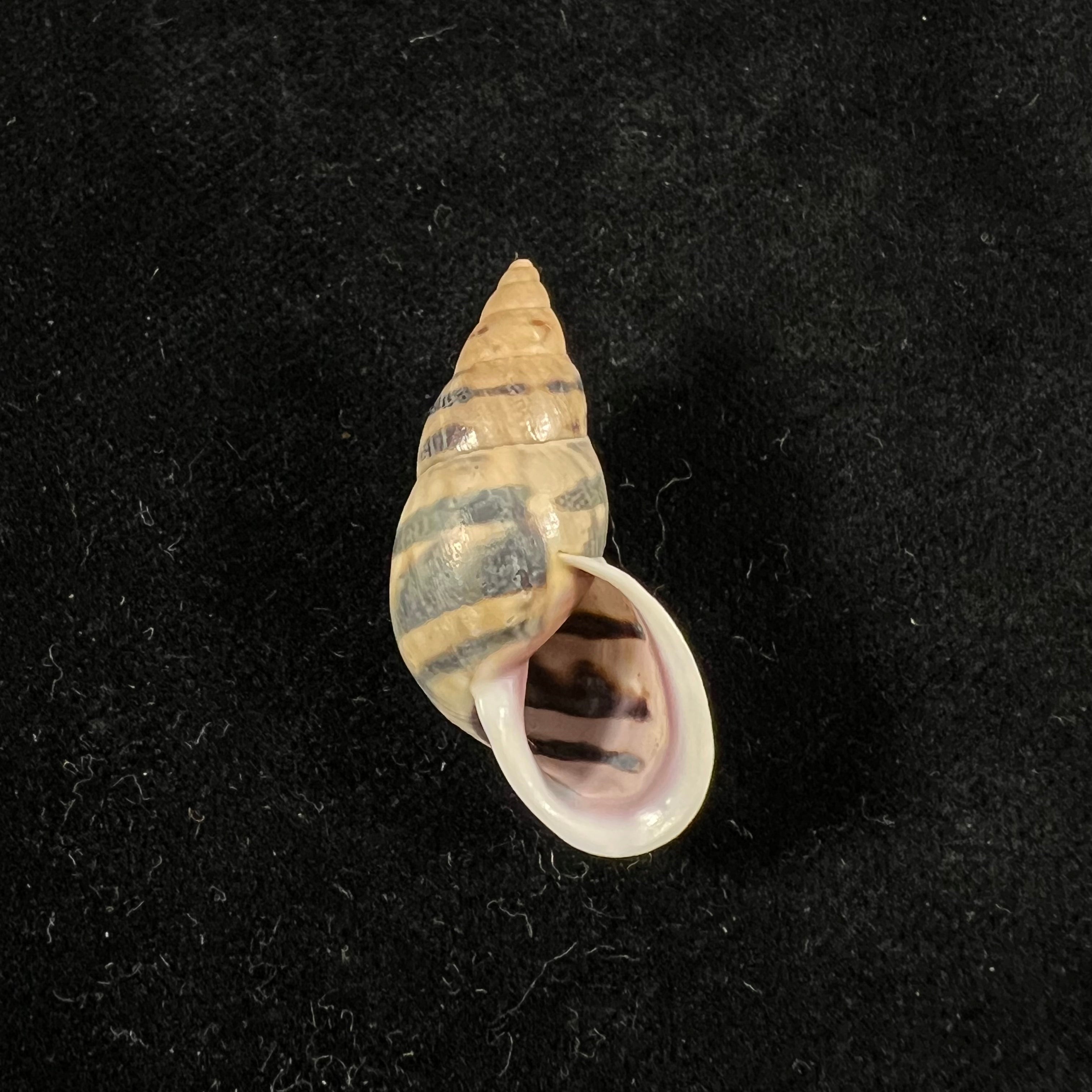 Drymaeus sp - 32,6mm