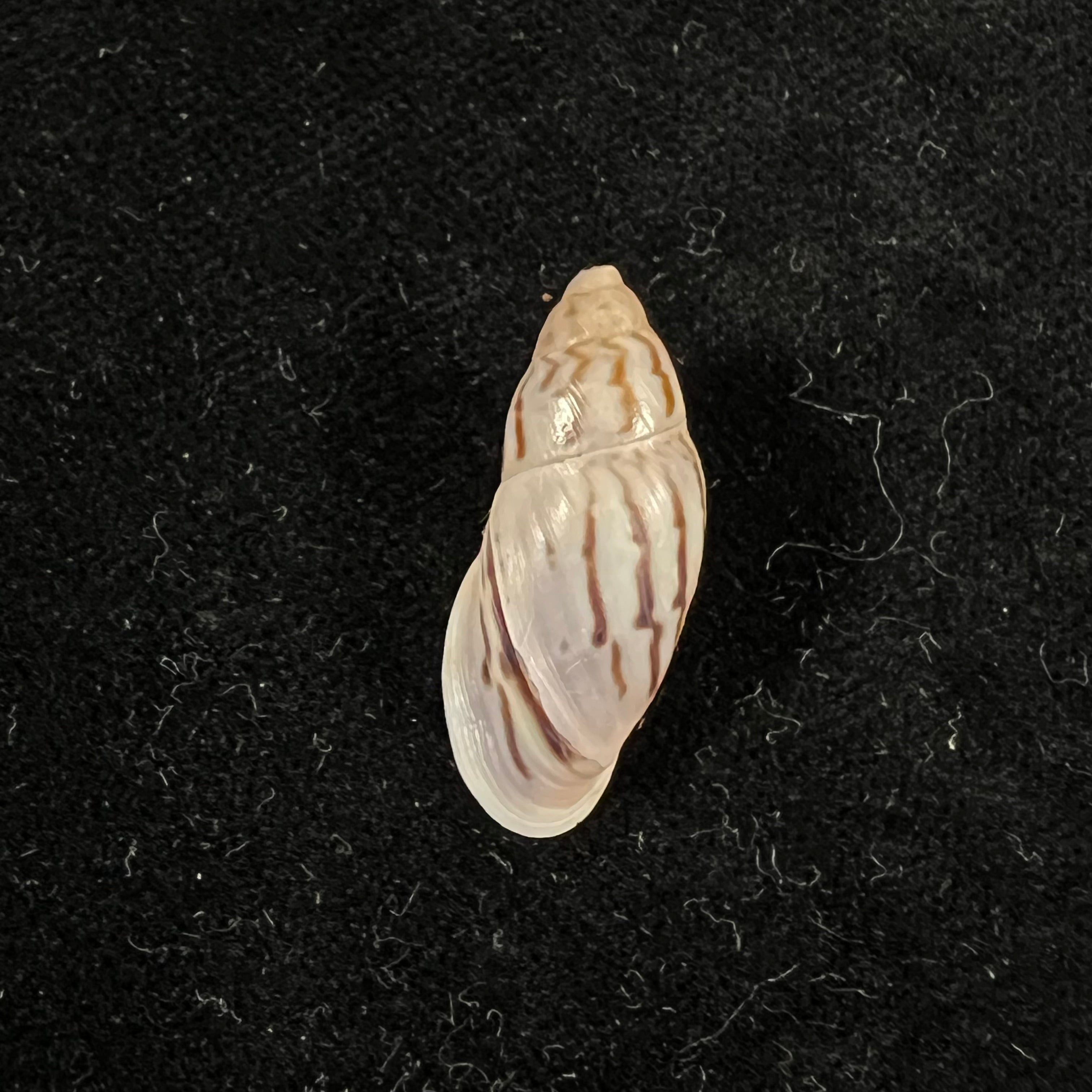 Drymaeus sp - 25,4mm