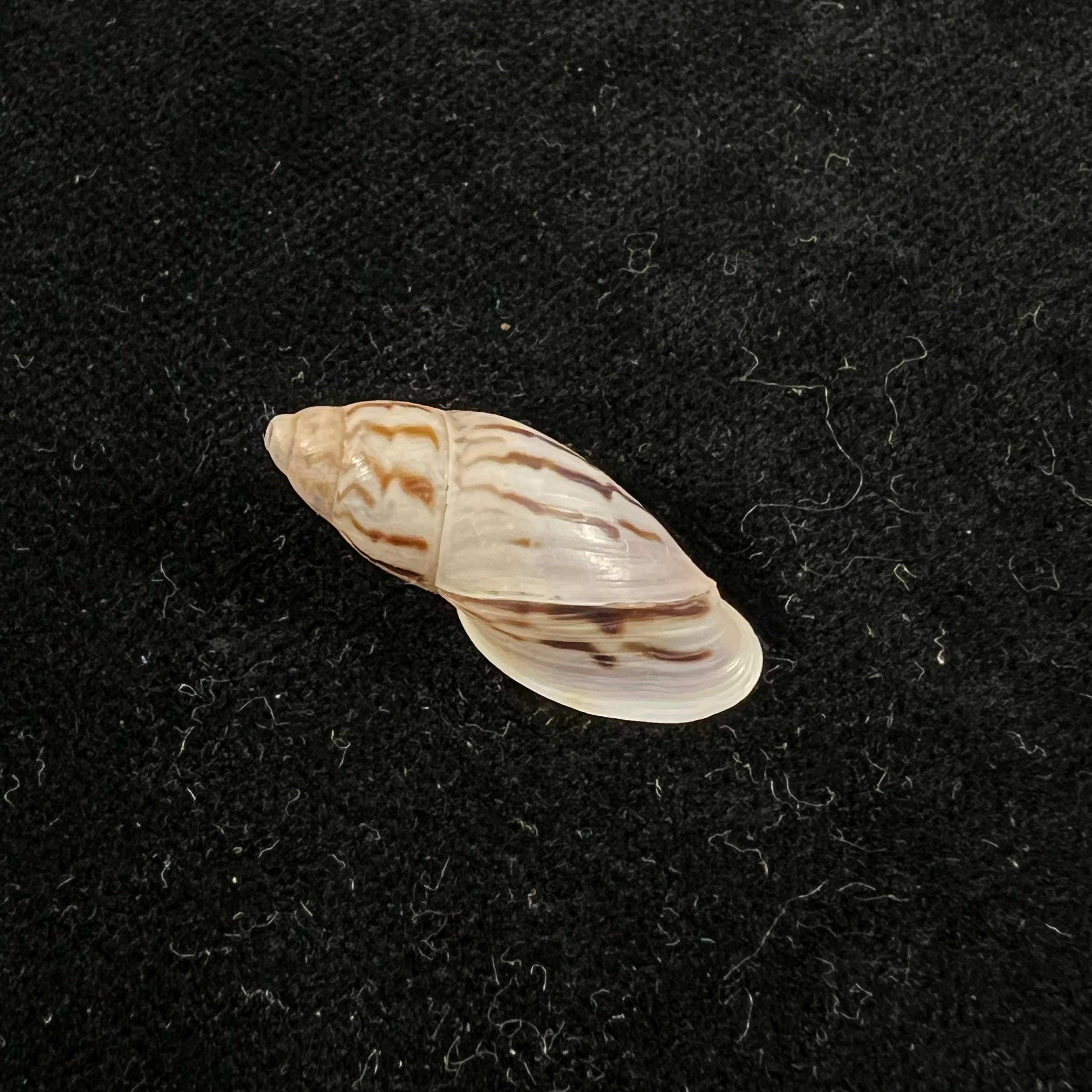 Drymaeus sp - 25,4mm