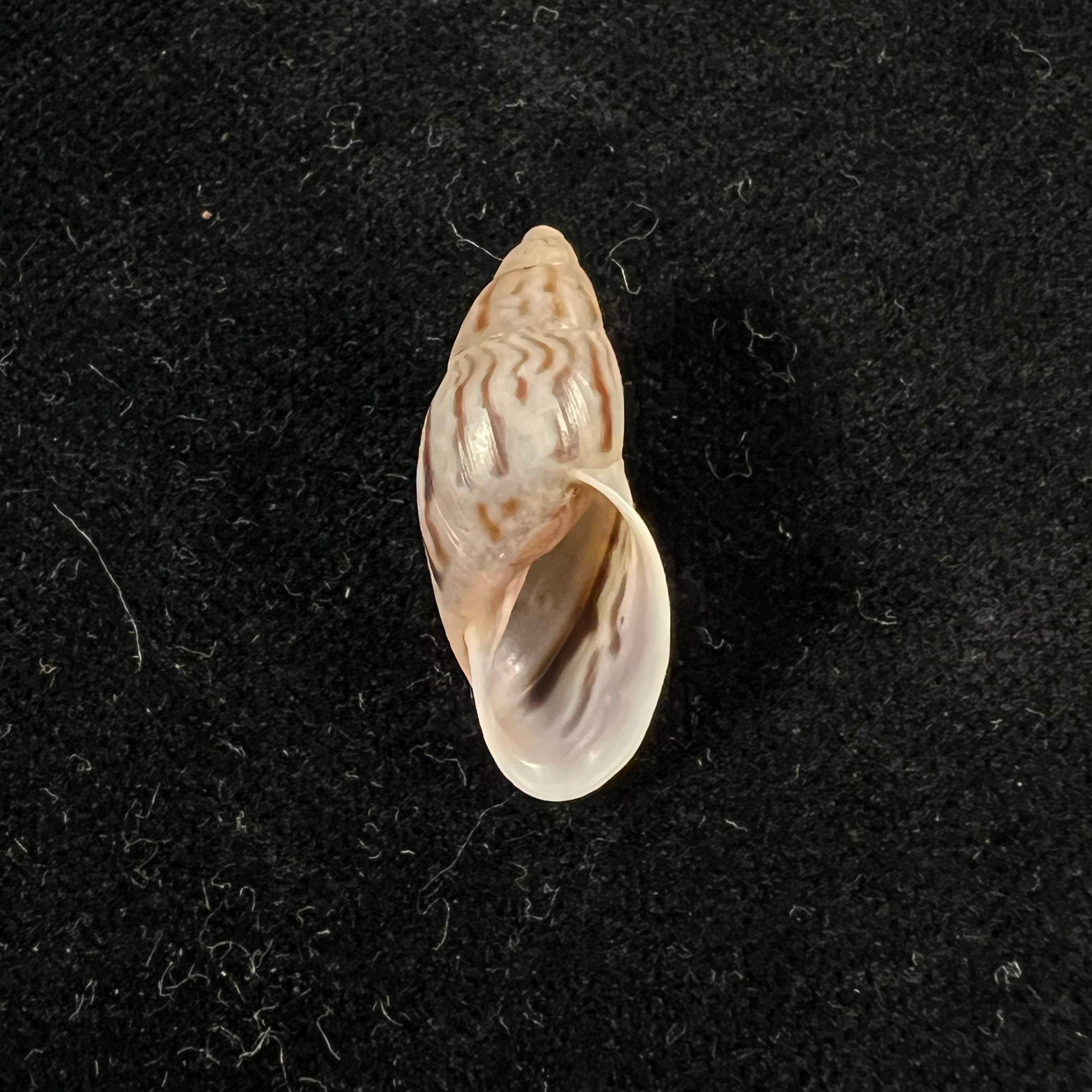 Drymaeus sp - 25,4mm