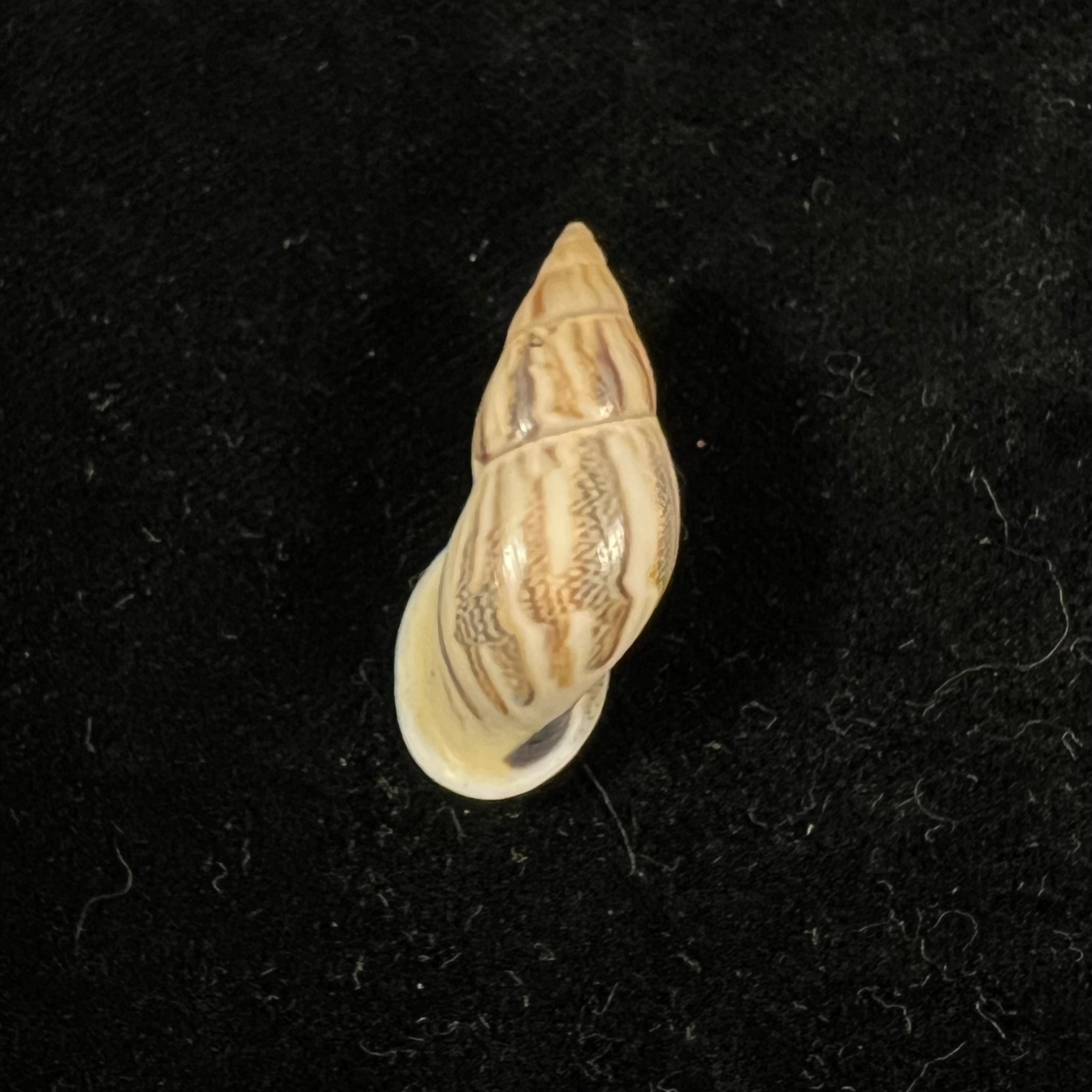 Drymaeus sp - 30,5mm