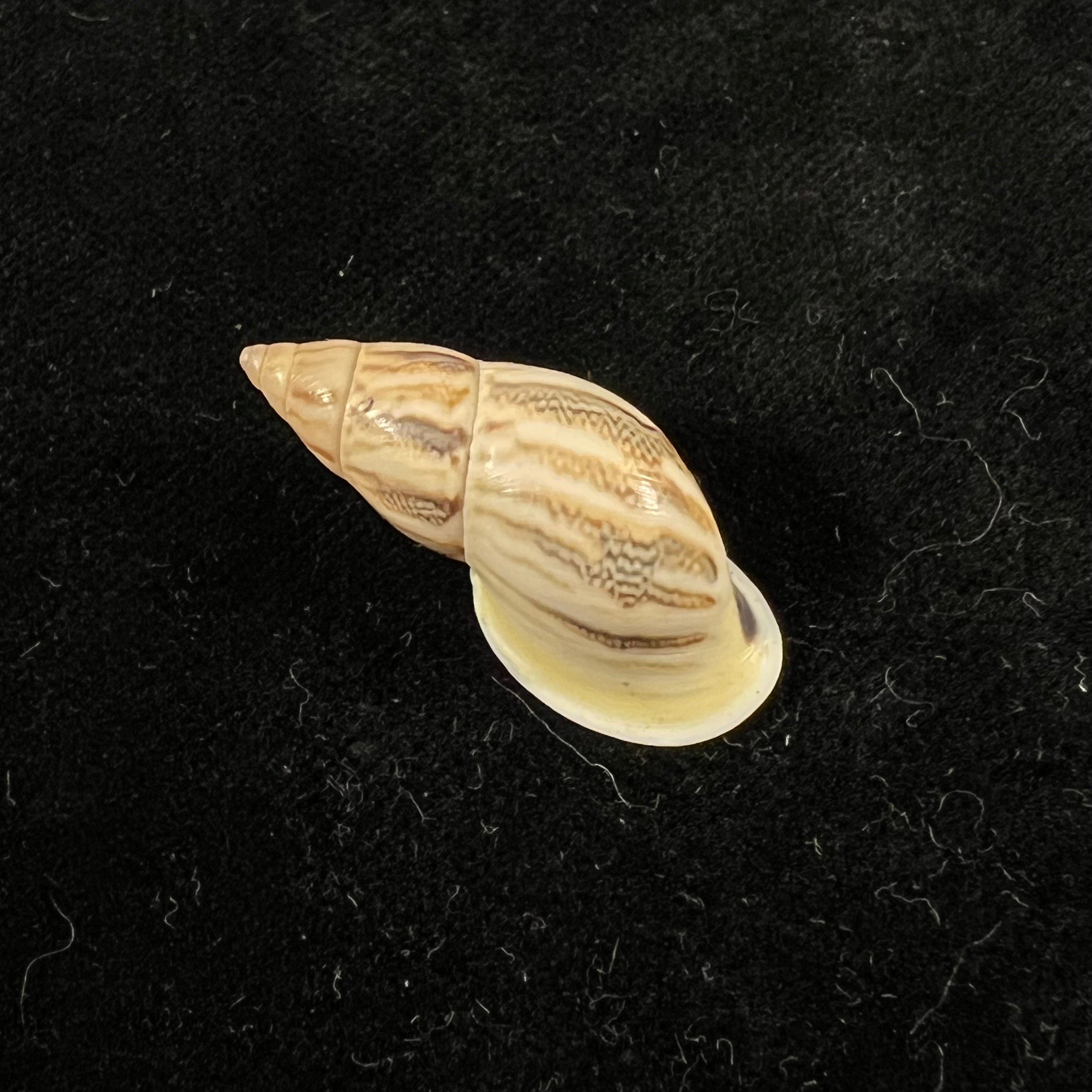 Drymaeus sp - 30,5mm