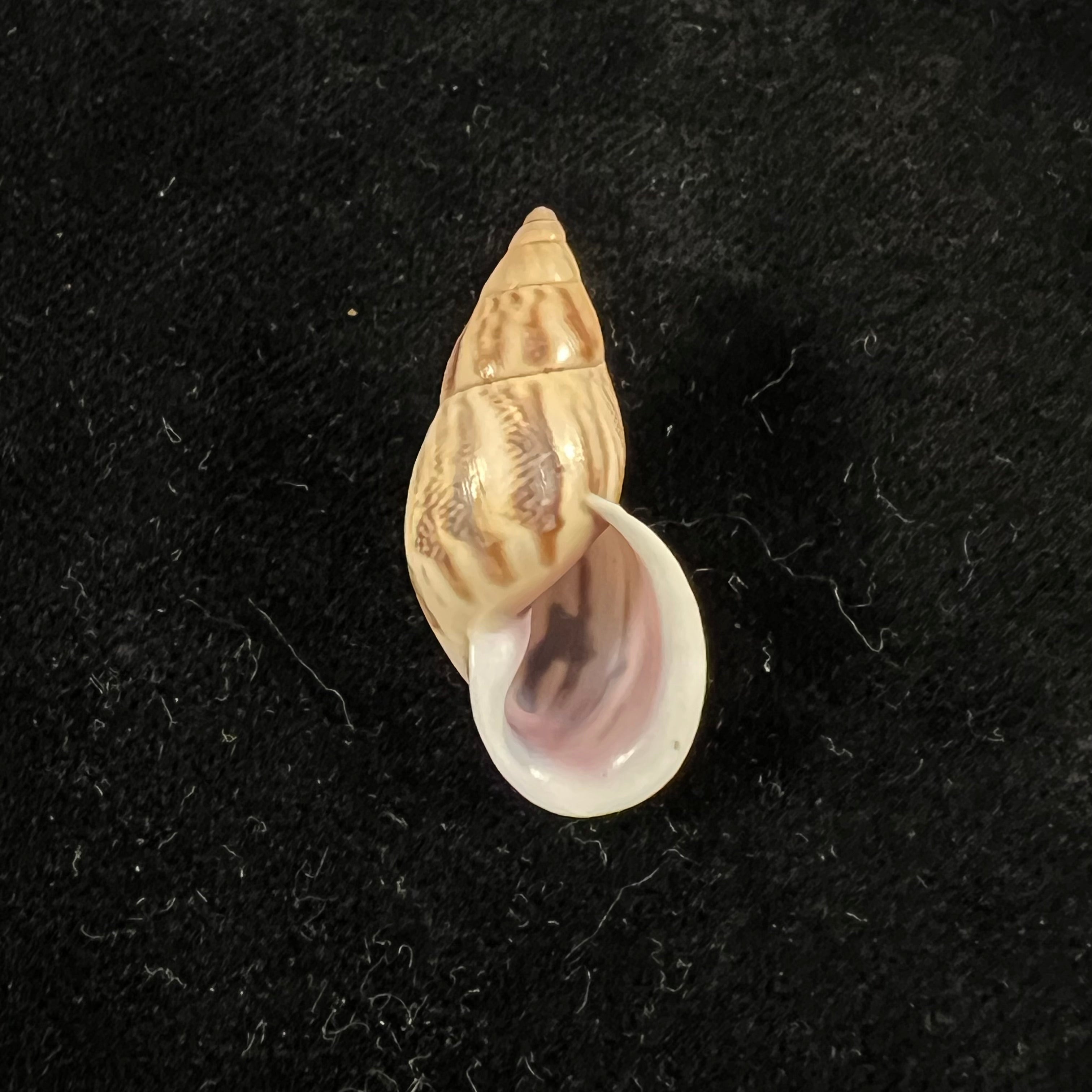 Drymaeus sp - 30,5mm