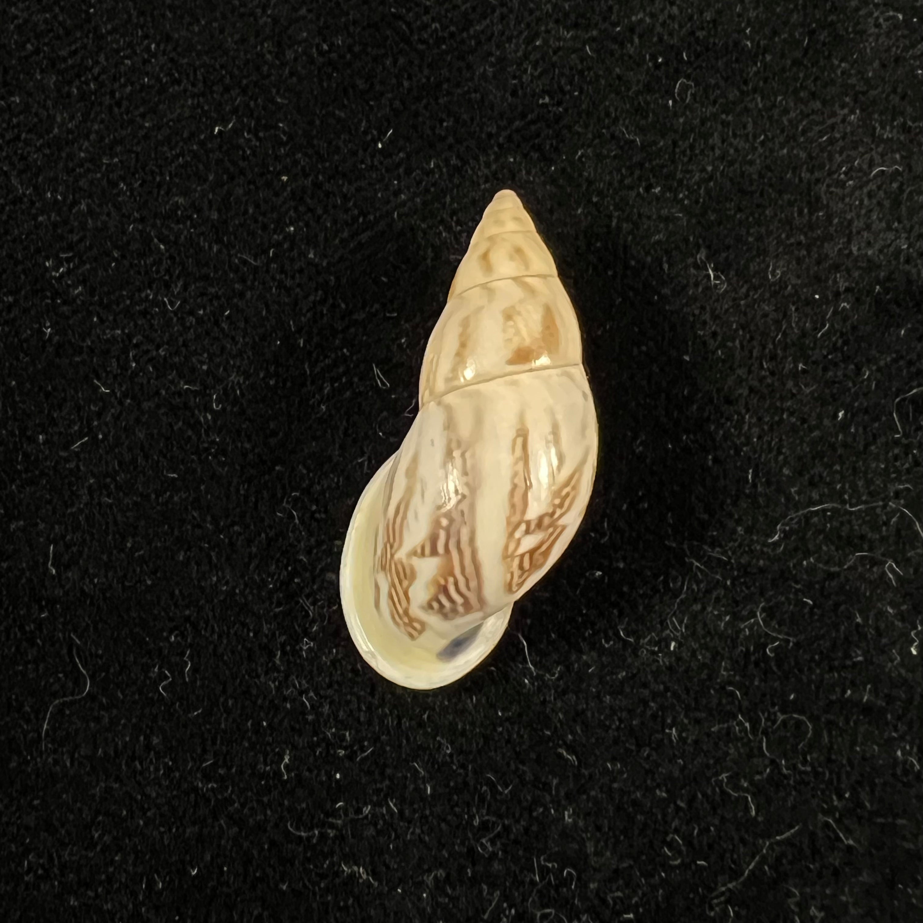 Drymaeus sp - 30,3mm