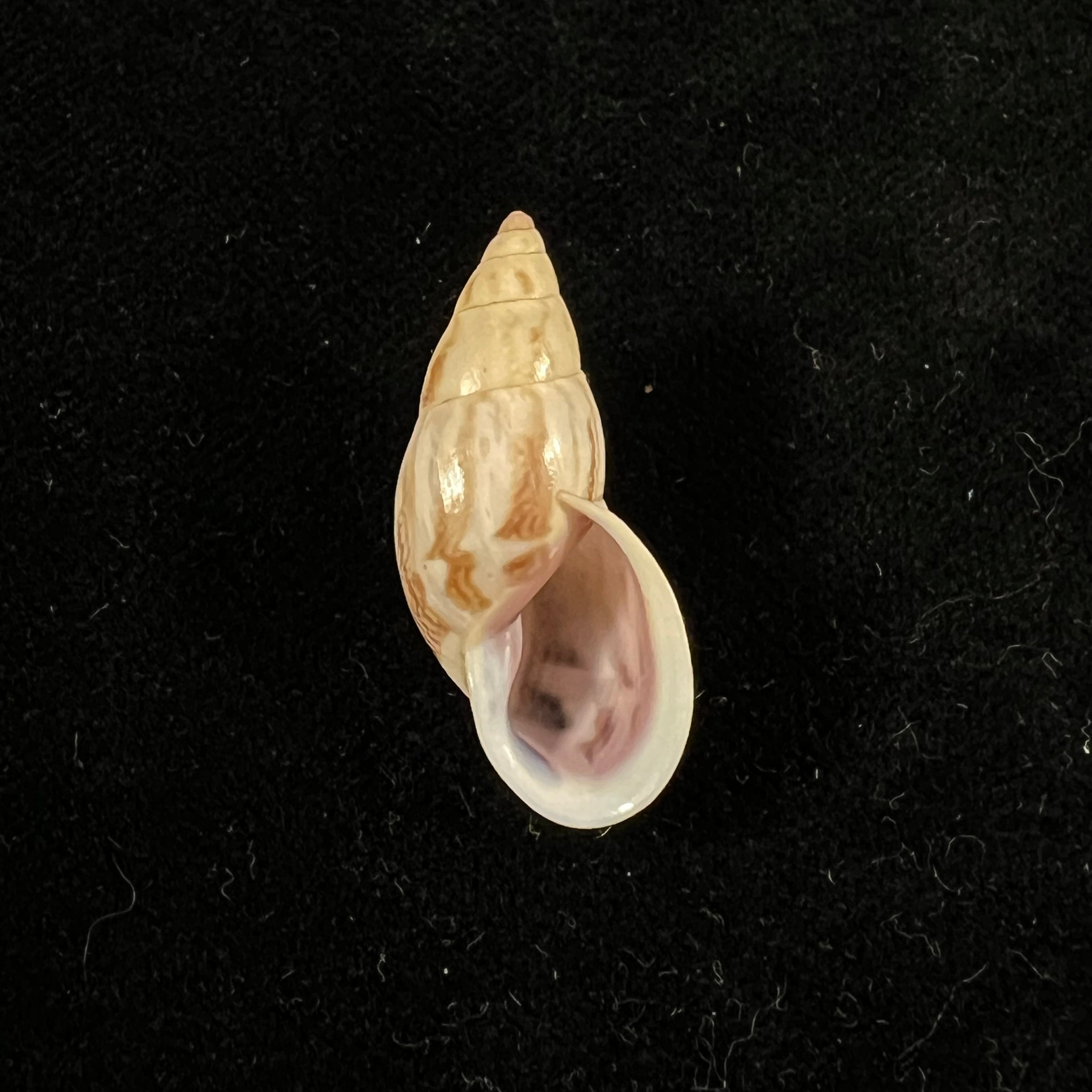 Drymaeus sp - 30,3mm