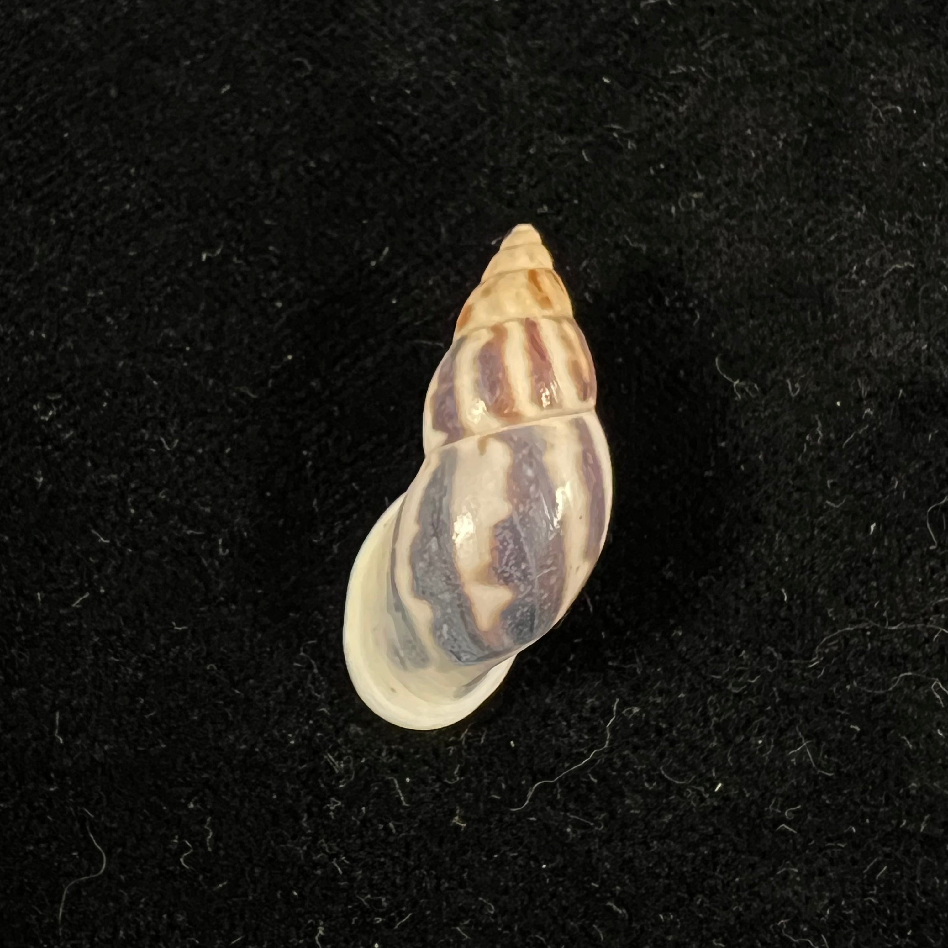 Drymaeus sp - 29,7mm