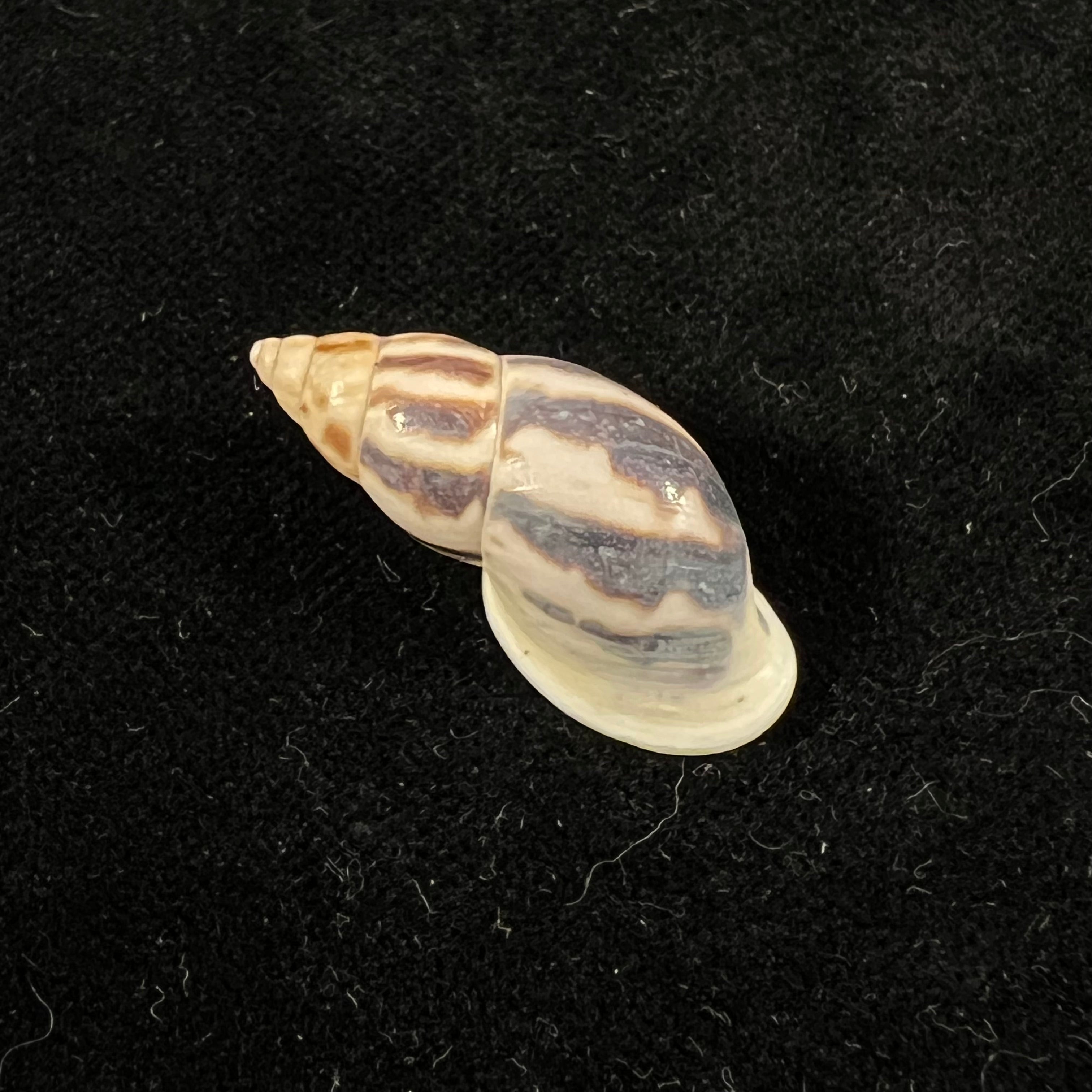 Drymaeus sp - 29,7mm