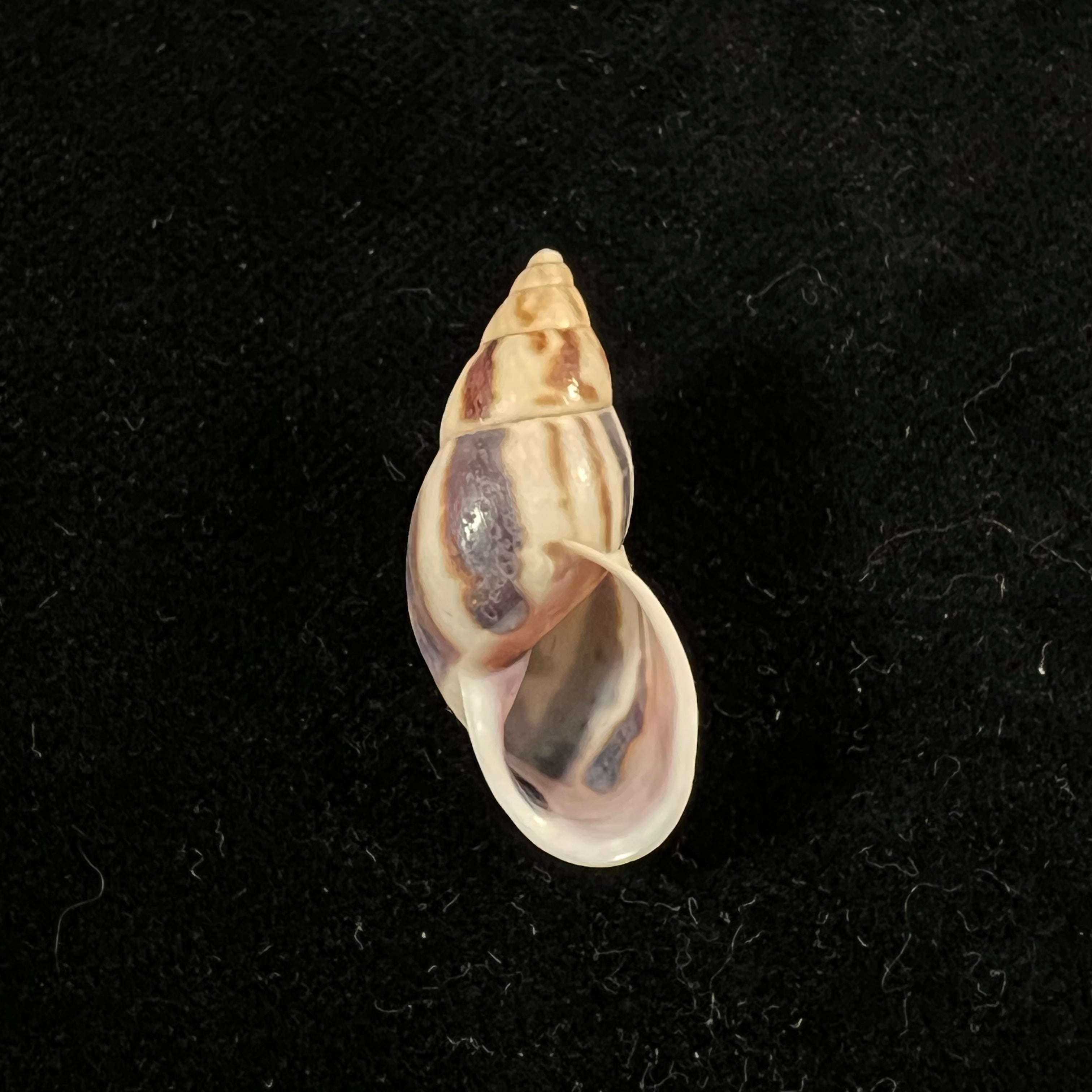 Drymaeus sp - 29,7mm