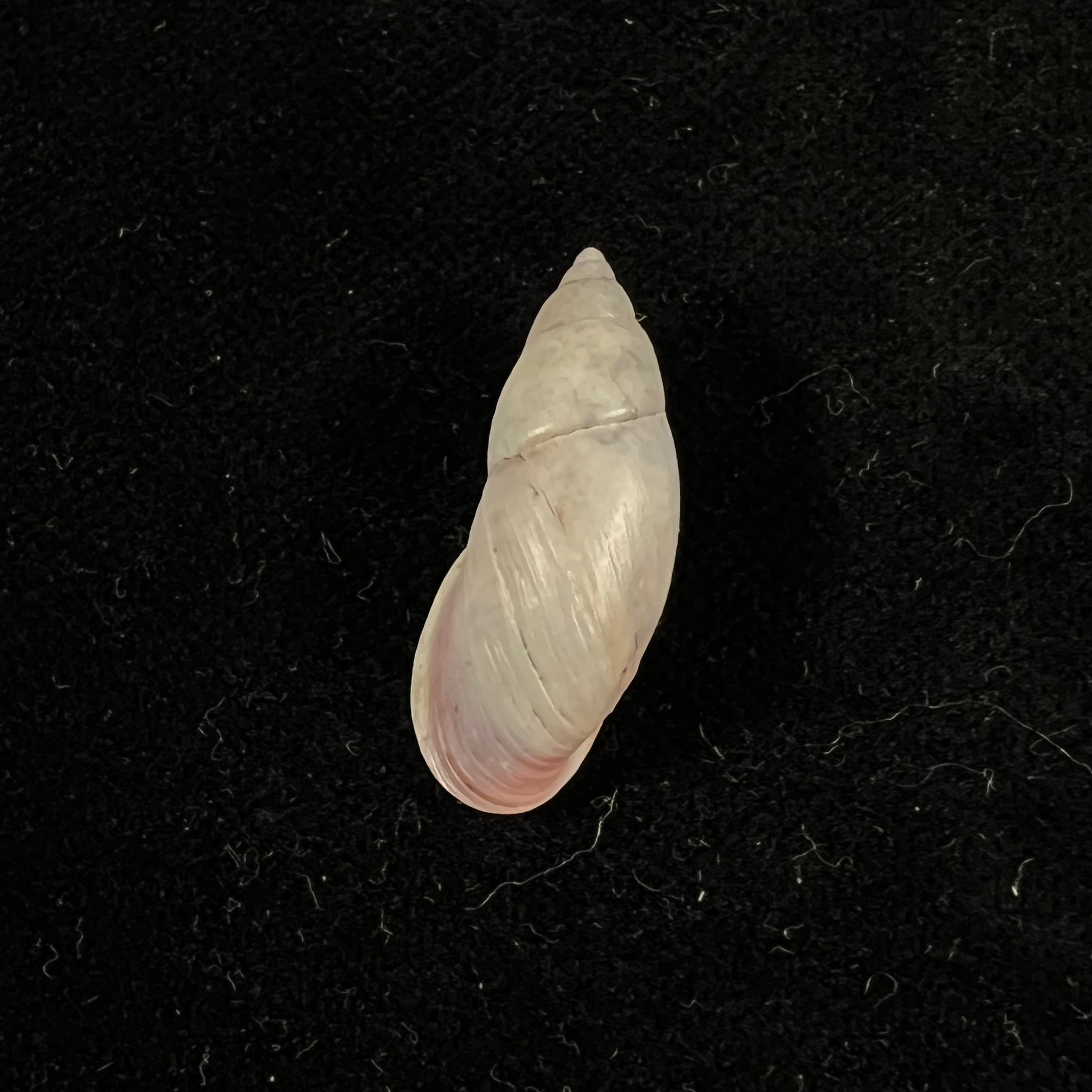 Drymaeus sp - 26,6mm