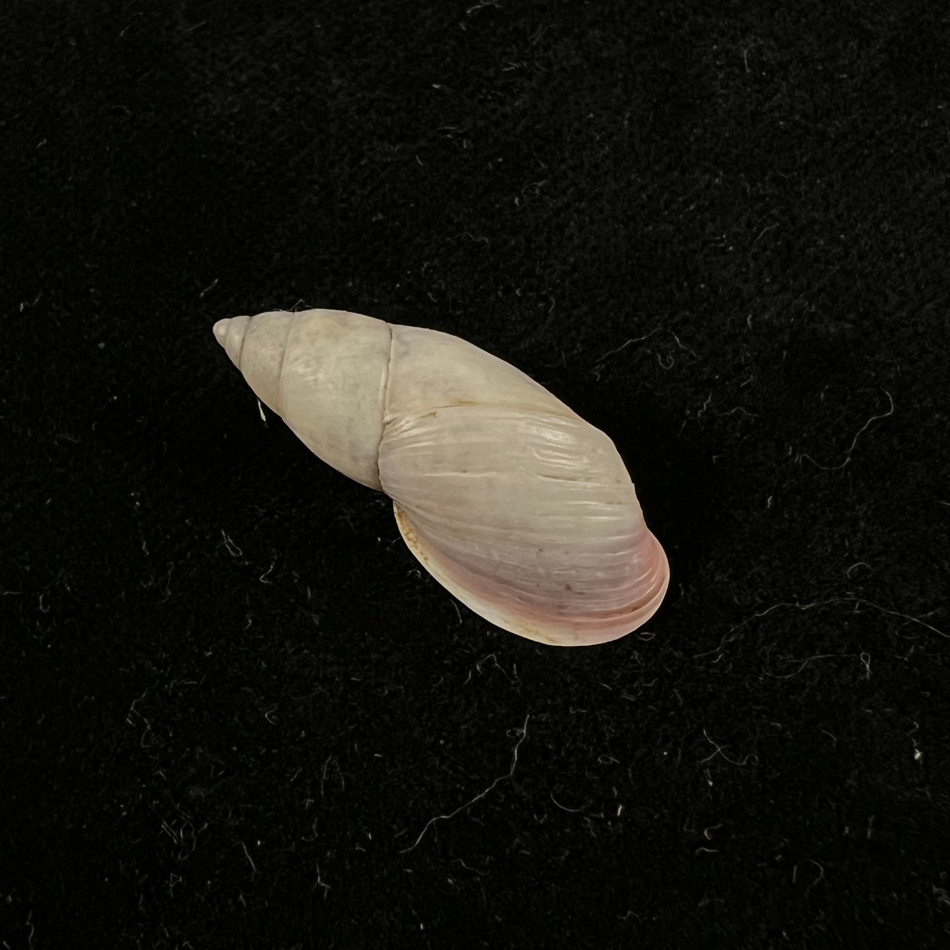 Drymaeus sp - 26,6mm