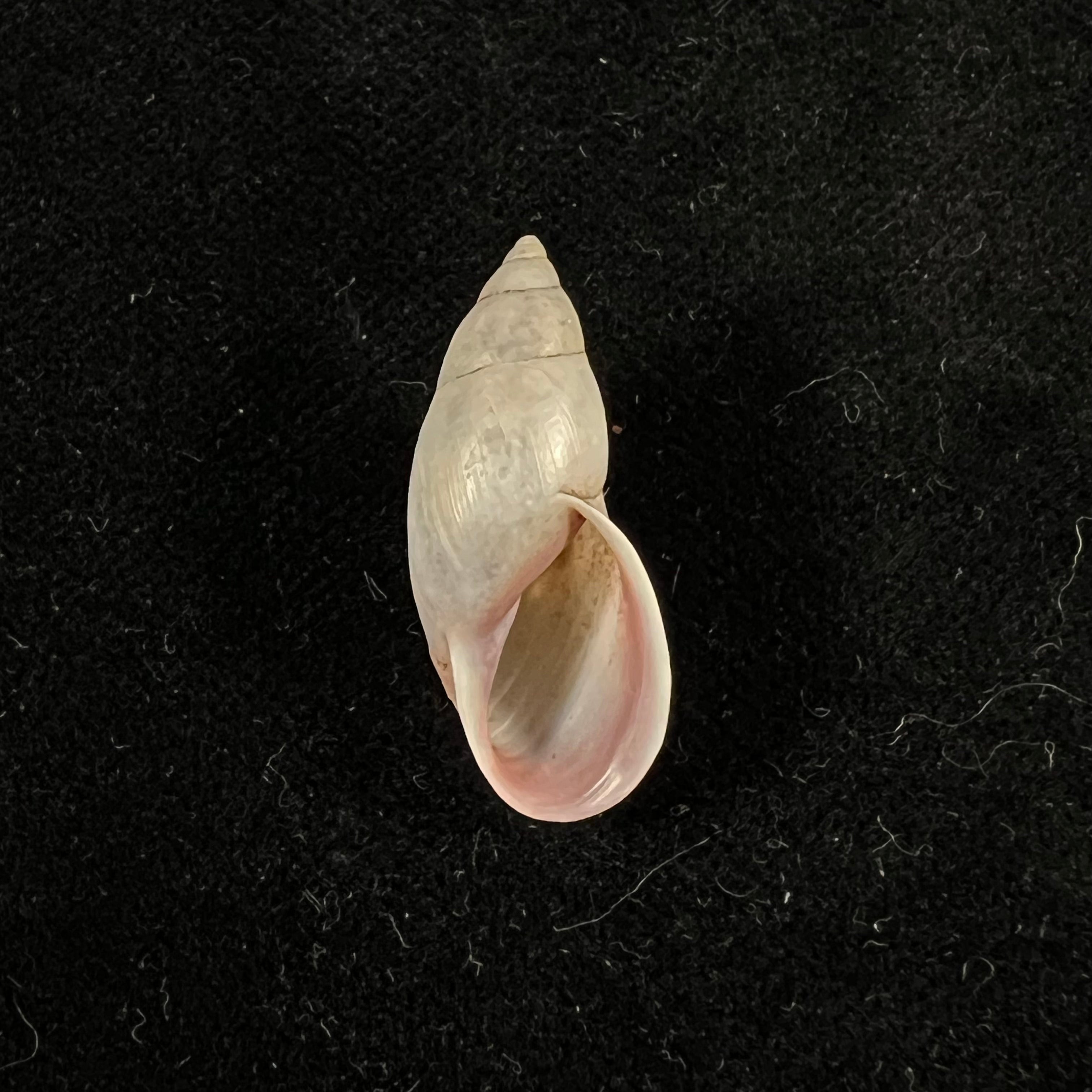 Drymaeus sp - 26,6mm
