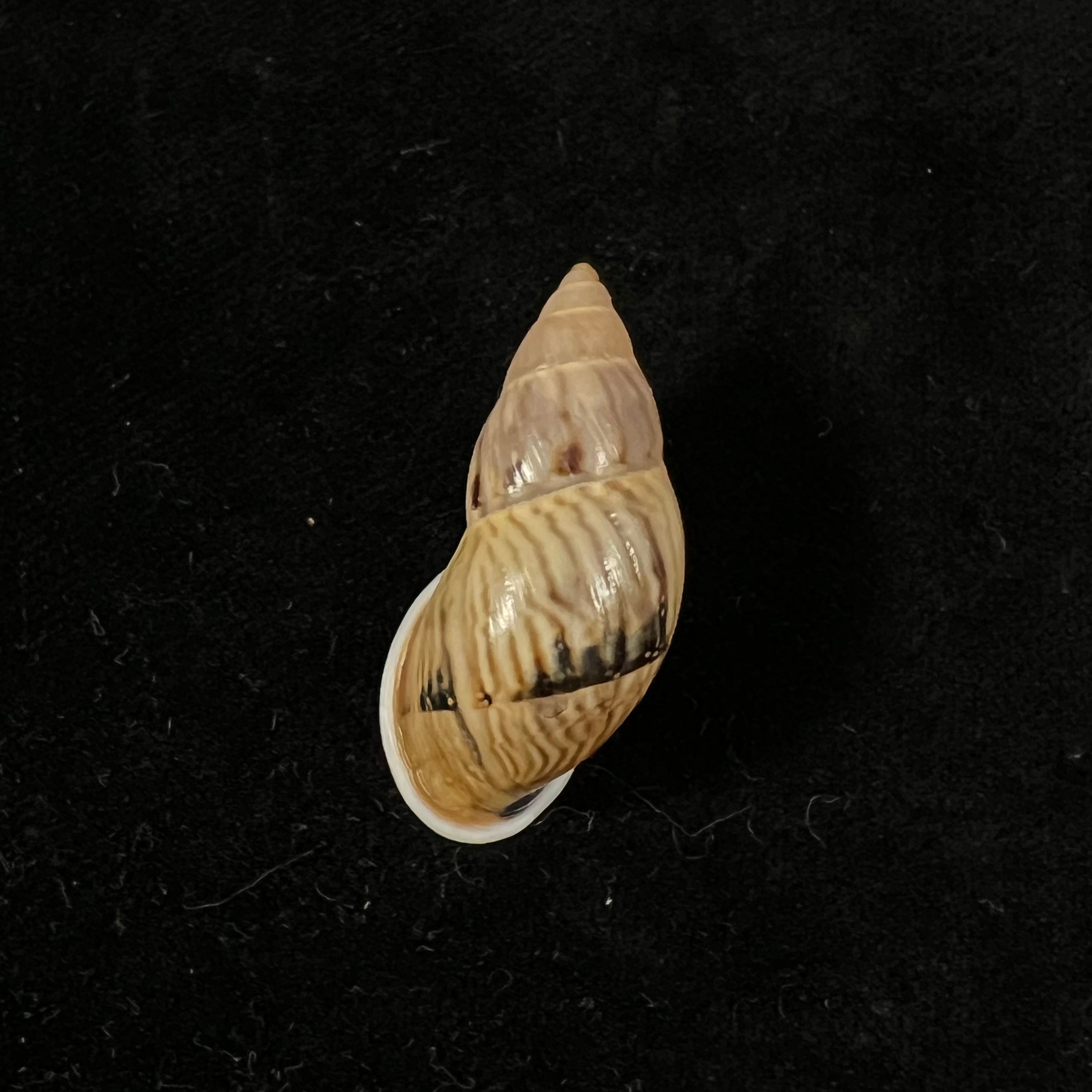 Drymaeus sp - 34,7mm