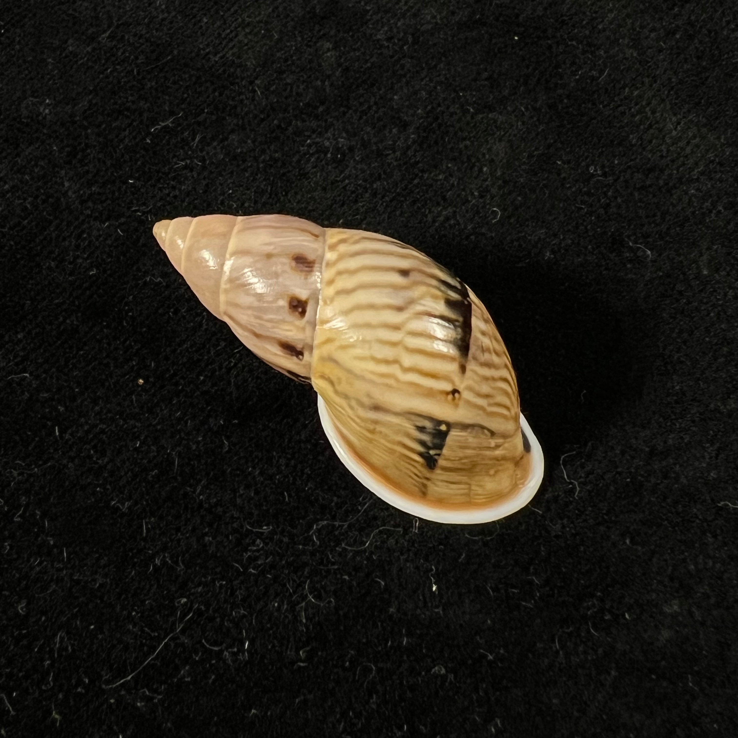 Drymaeus sp - 34,7mm