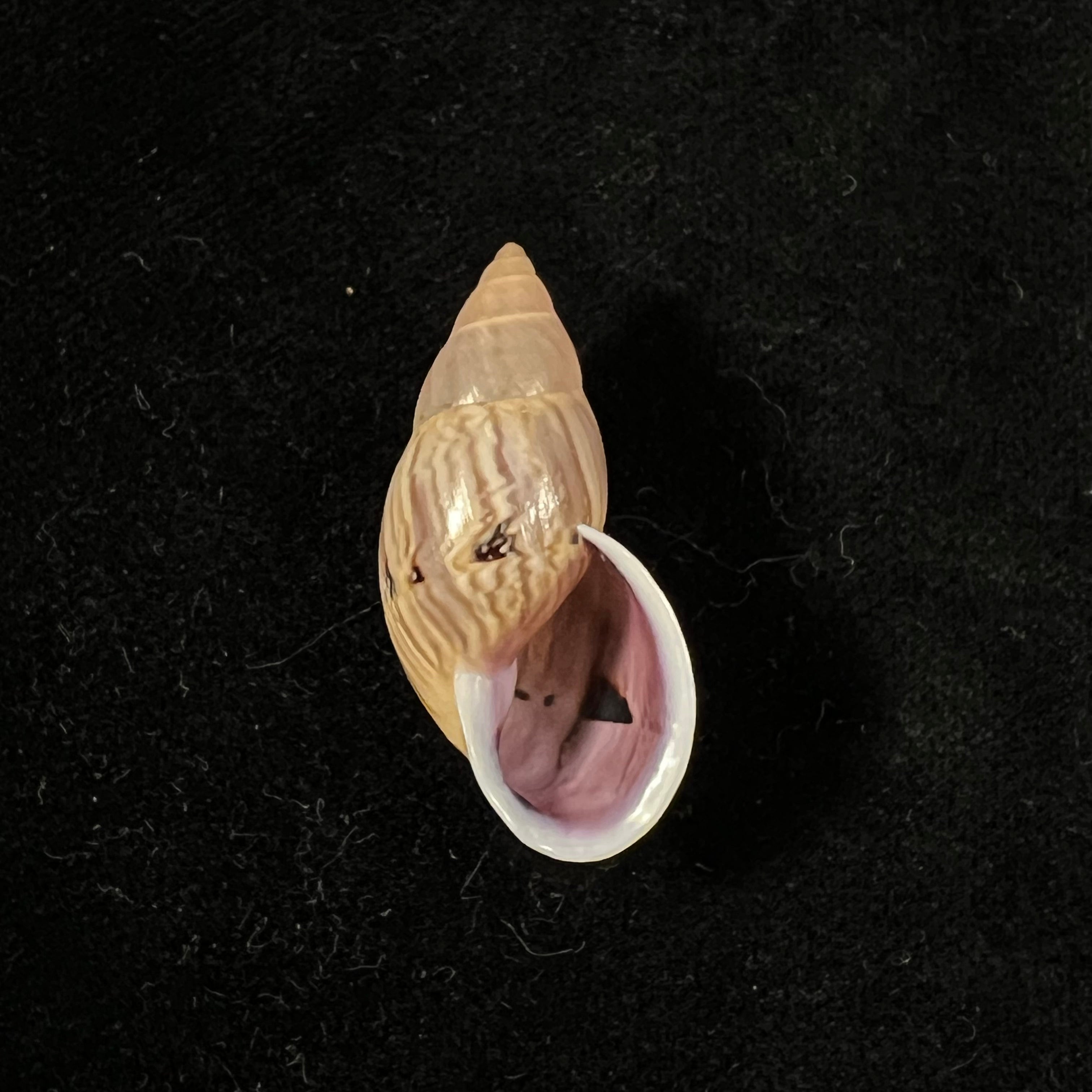 Drymaeus sp - 34,7mm