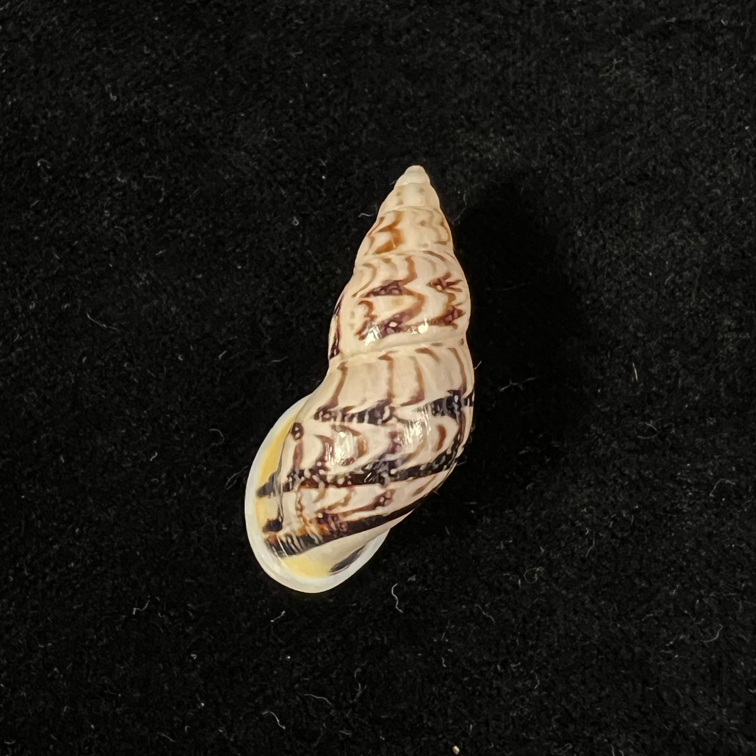 Drymaeus sp - 34,6mm