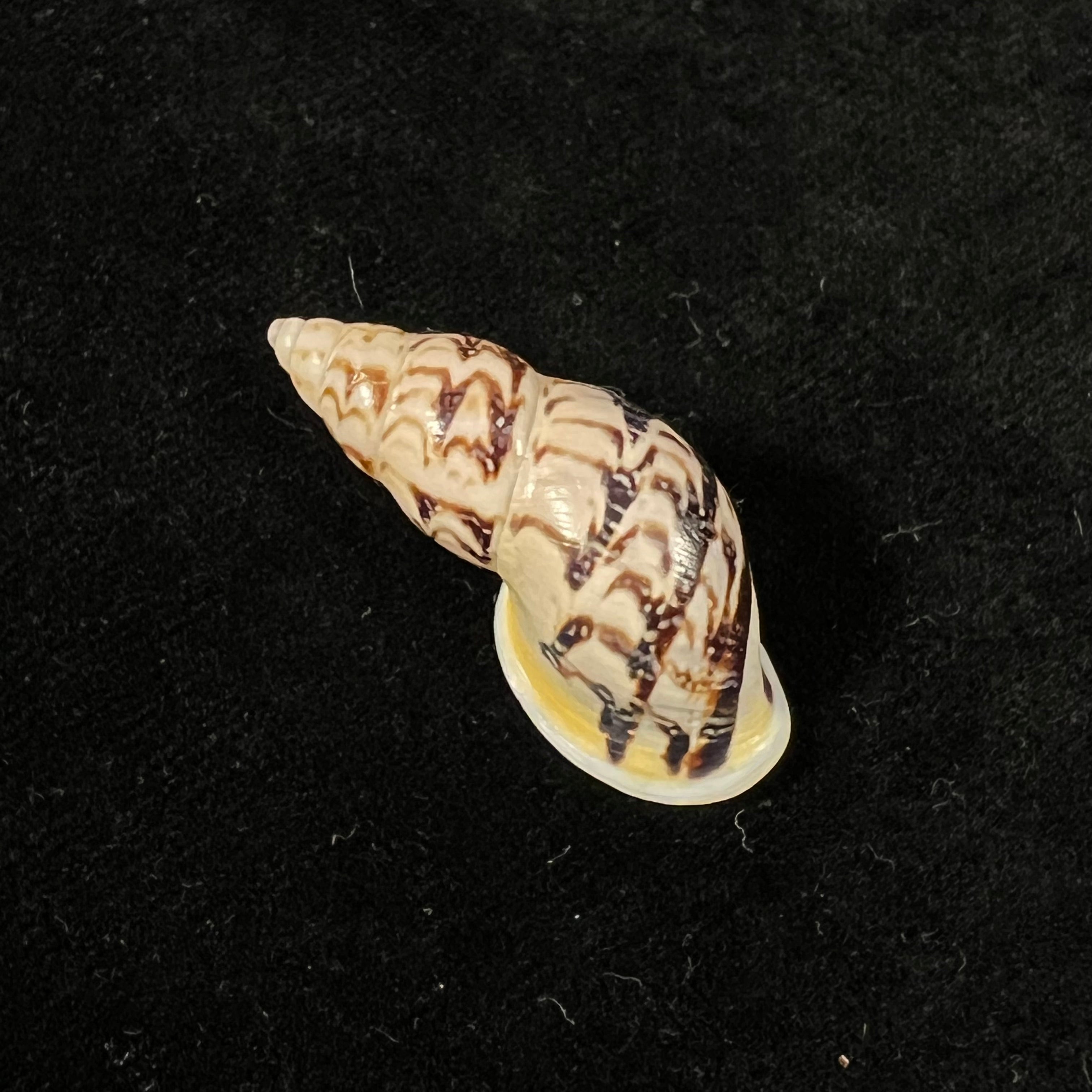 Drymaeus sp - 34,6mm