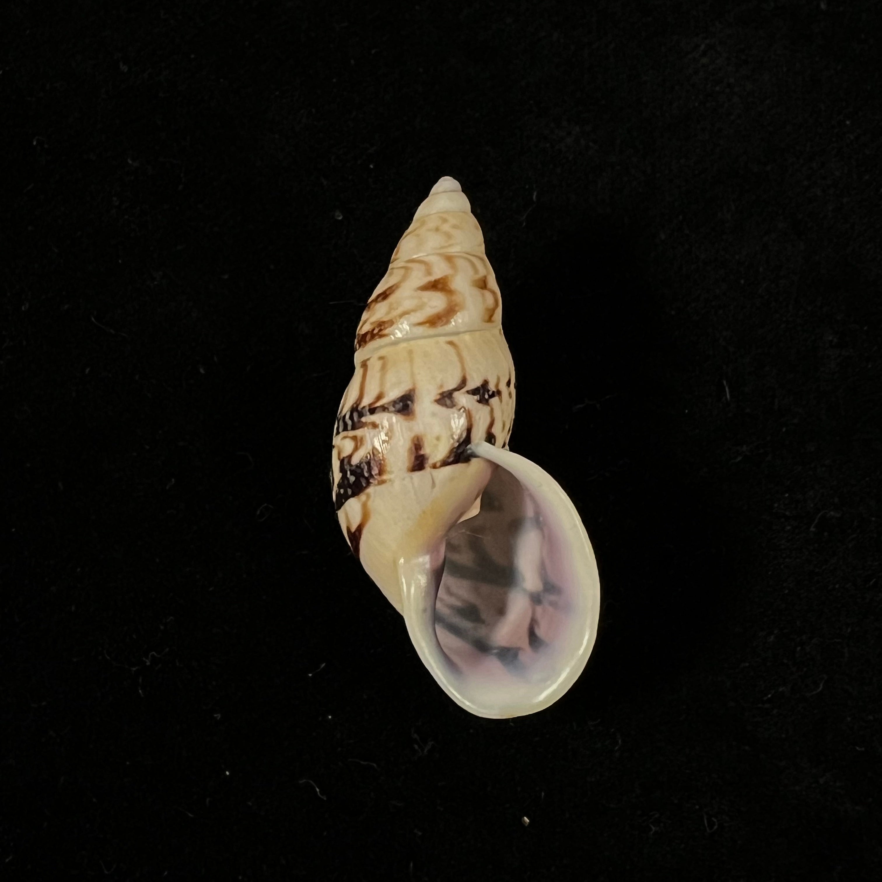 Drymaeus sp - 34,6mm