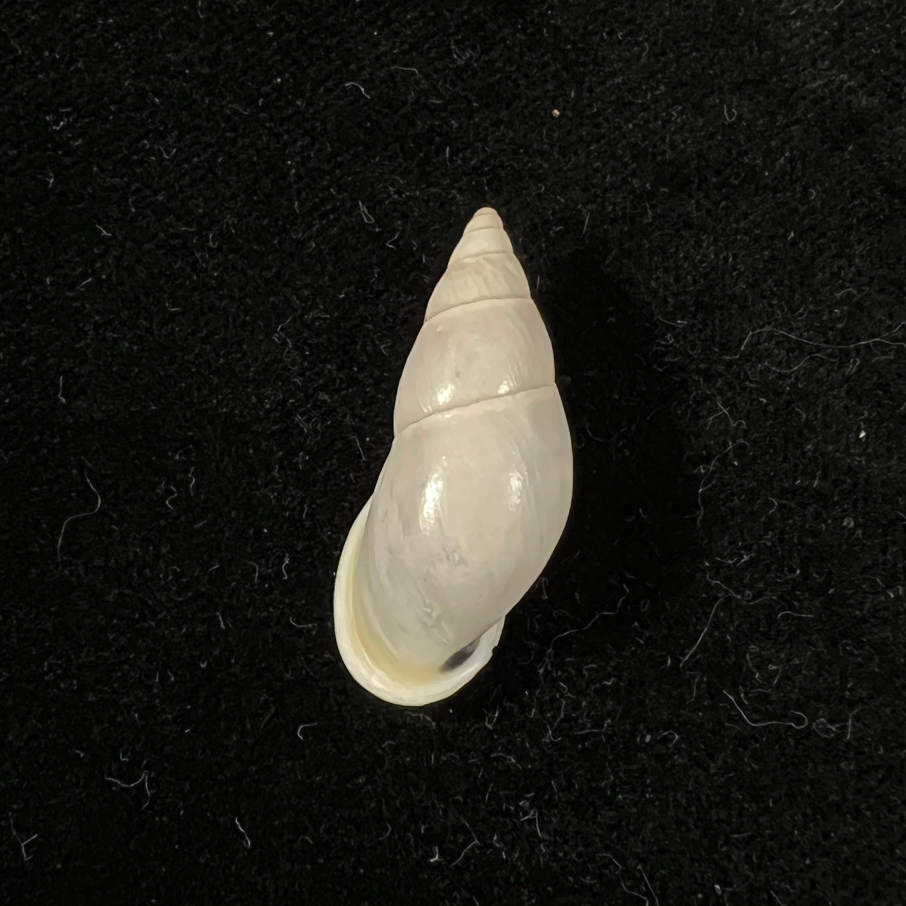 Drymaeus eversus alata Piaget, 1914 - 30,6mm