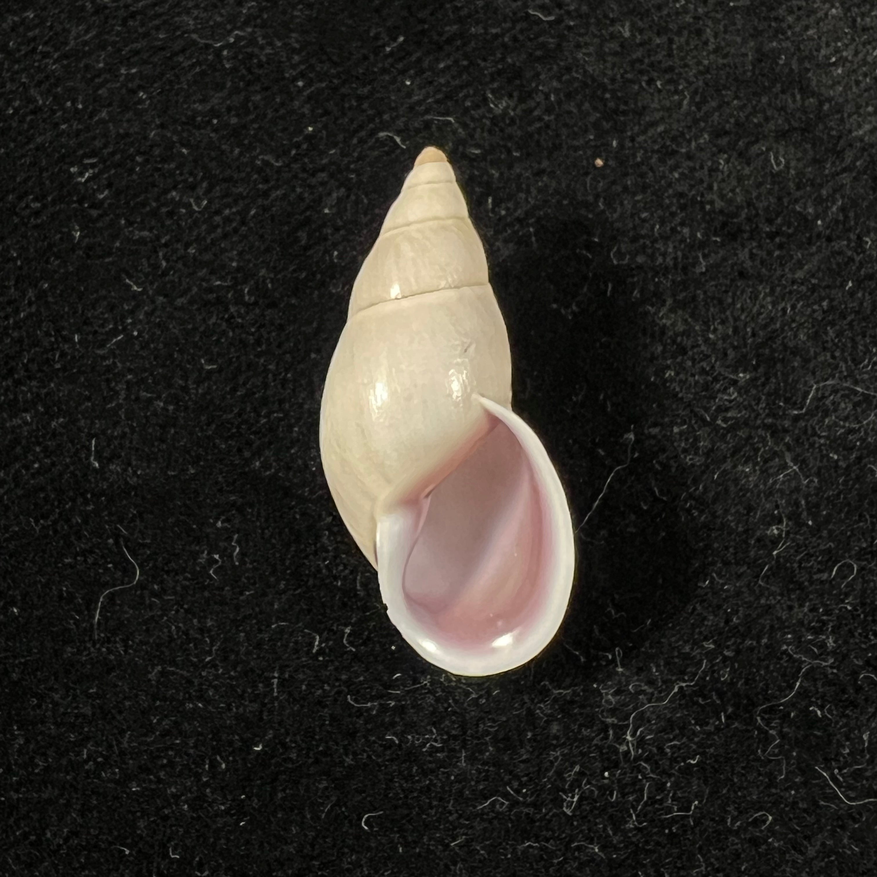 Drymaeus eversus alata Piaget, 1914 - 30,6mm