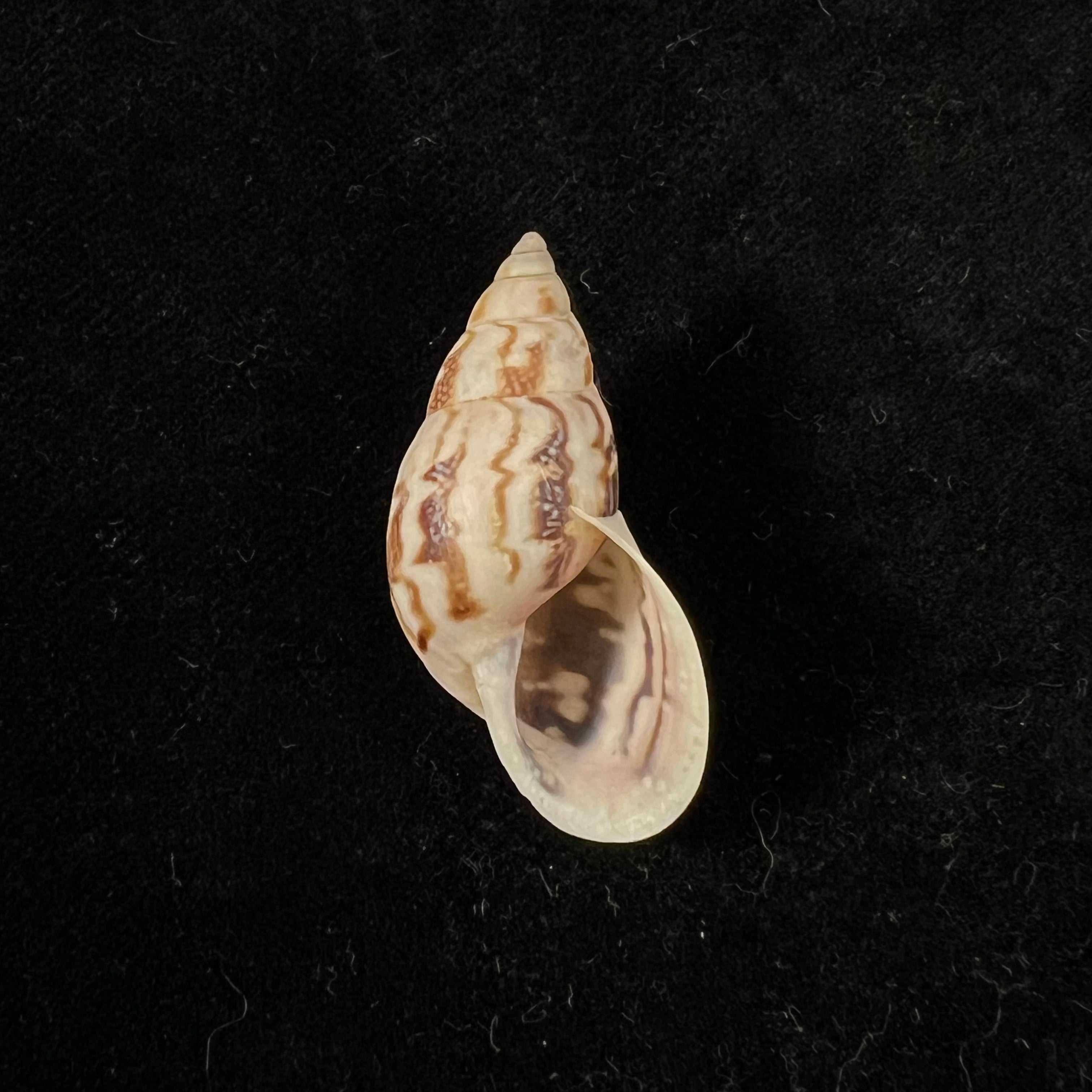 Drymaeus eversus subula Piaget, 1914 - 32,7mm