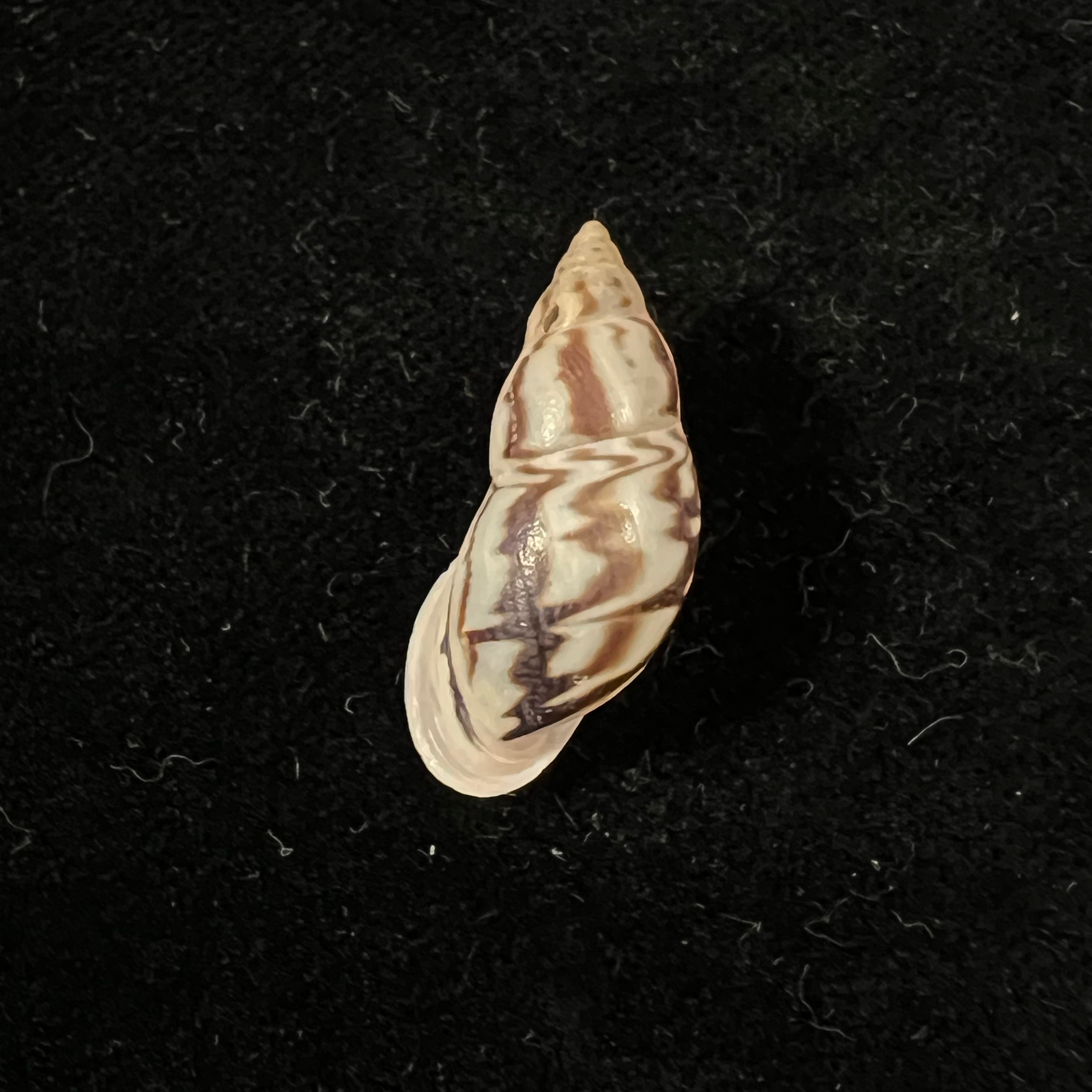Drymaeus intermissus Breure & Borrero, 2019 - 28,5mm