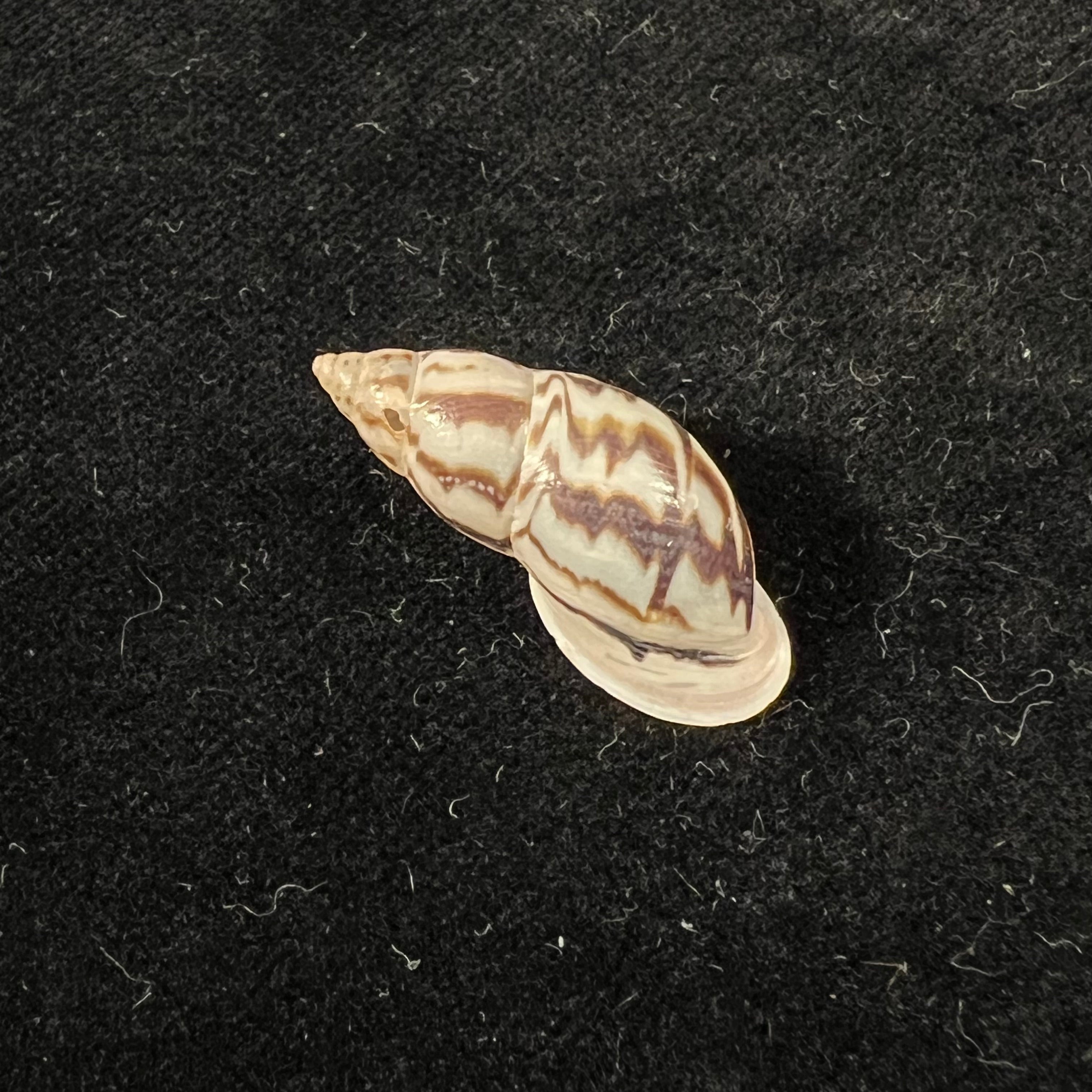 Drymaeus intermissus Breure & Borrero, 2019 - 28,5mm