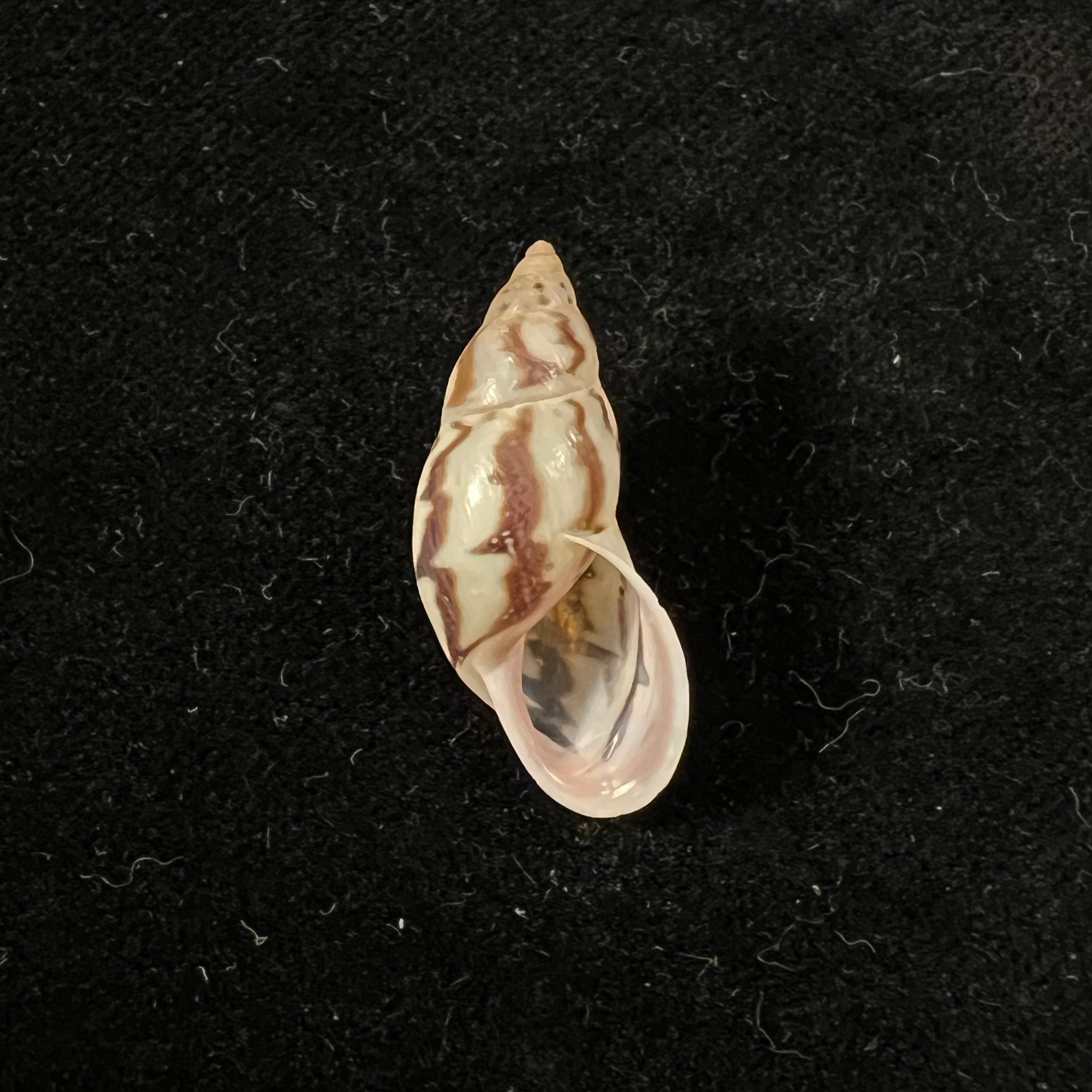 Drymaeus intermissus Breure & Borrero, 2019 - 28,5mm
