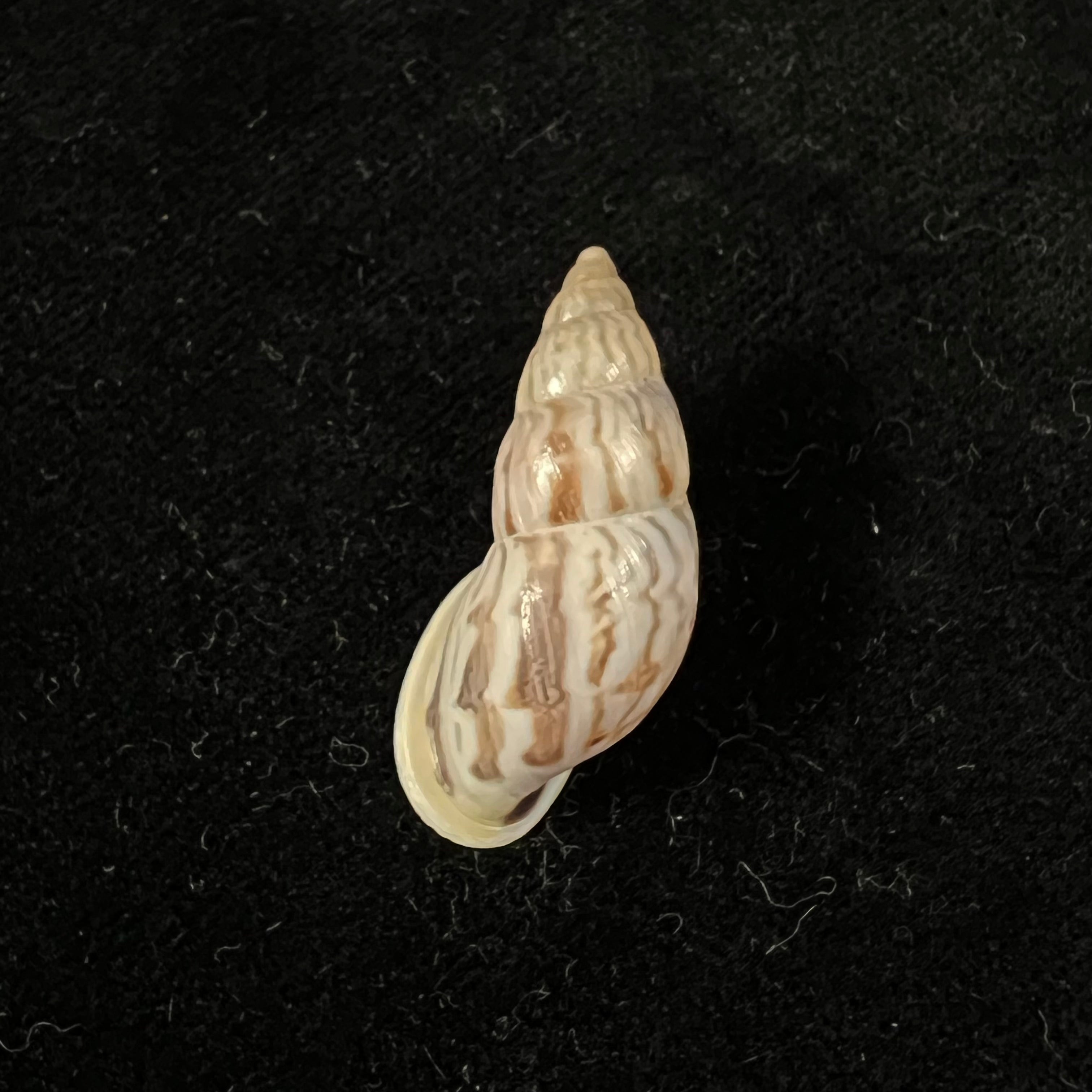 Drymaeus sykesi S. I. Da Costa, 1906 - 30,8mm