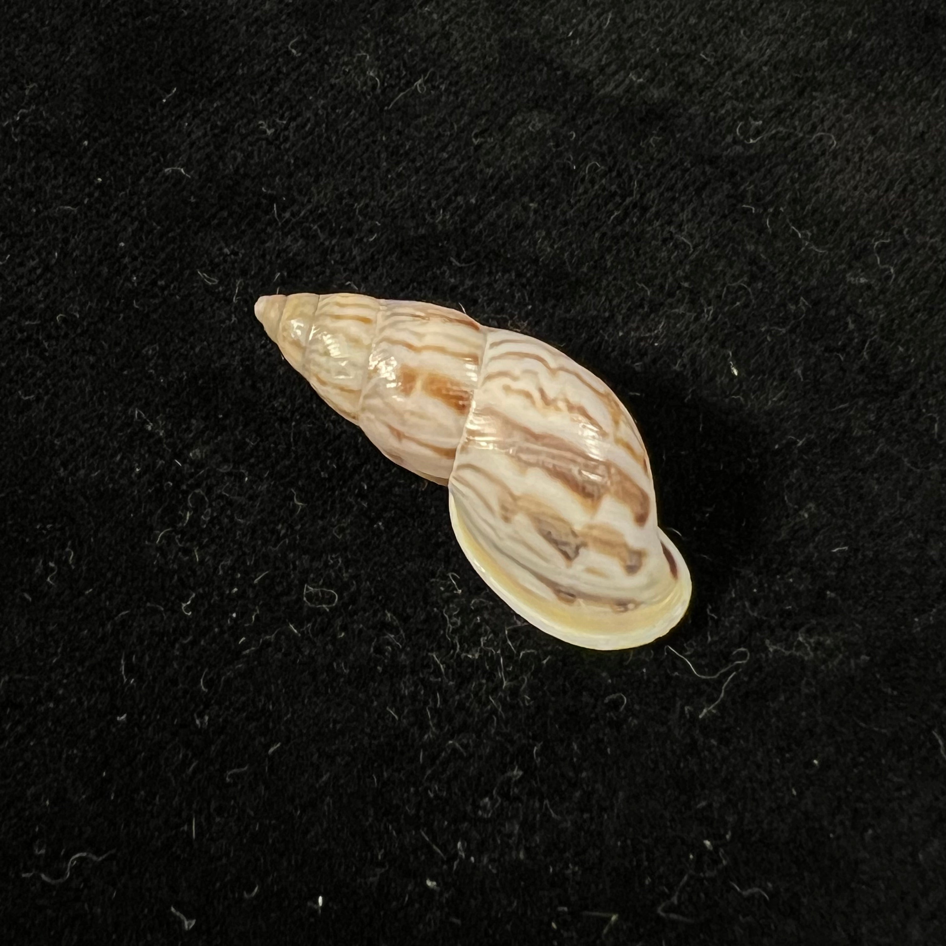 Drymaeus sykesi S. I. Da Costa, 1906 - 30,8mm