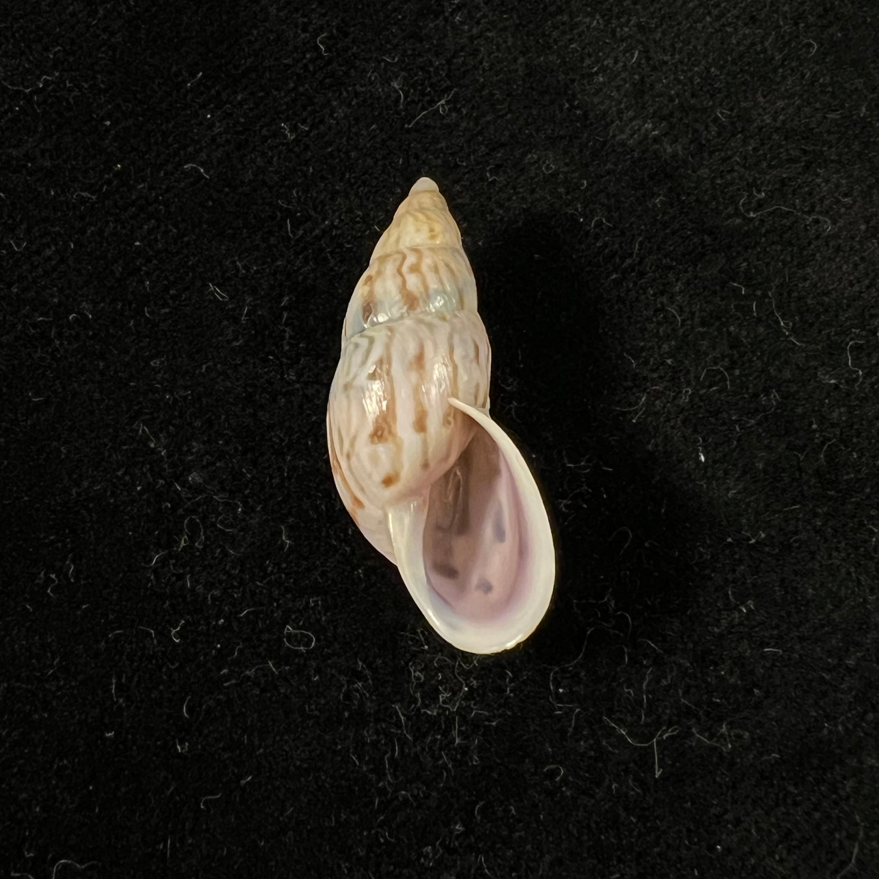 Drymaeus sykesi S. I. Da Costa, 1906 - 30,8mm