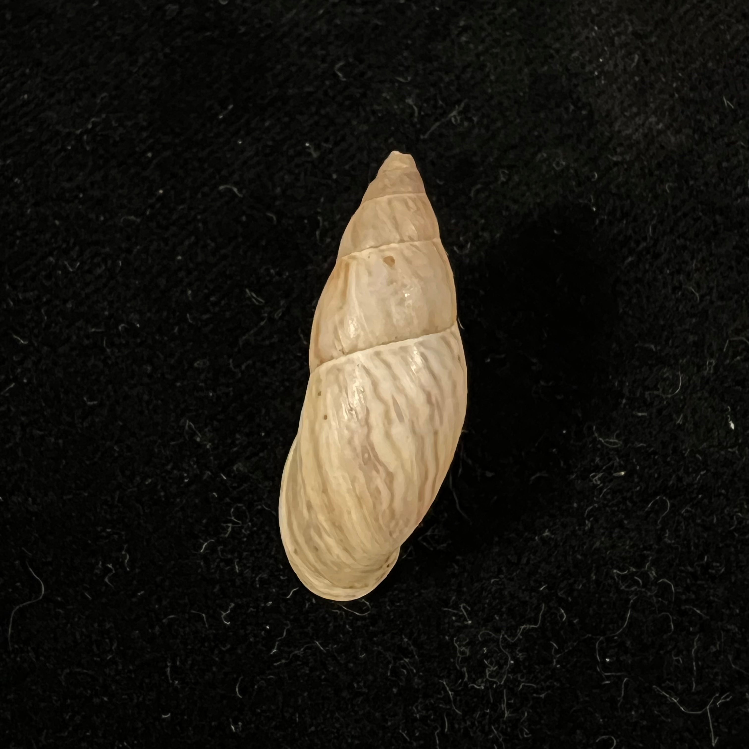 Drymaeus incognitus S. I. Da Costa, 1907 - 30,2mm