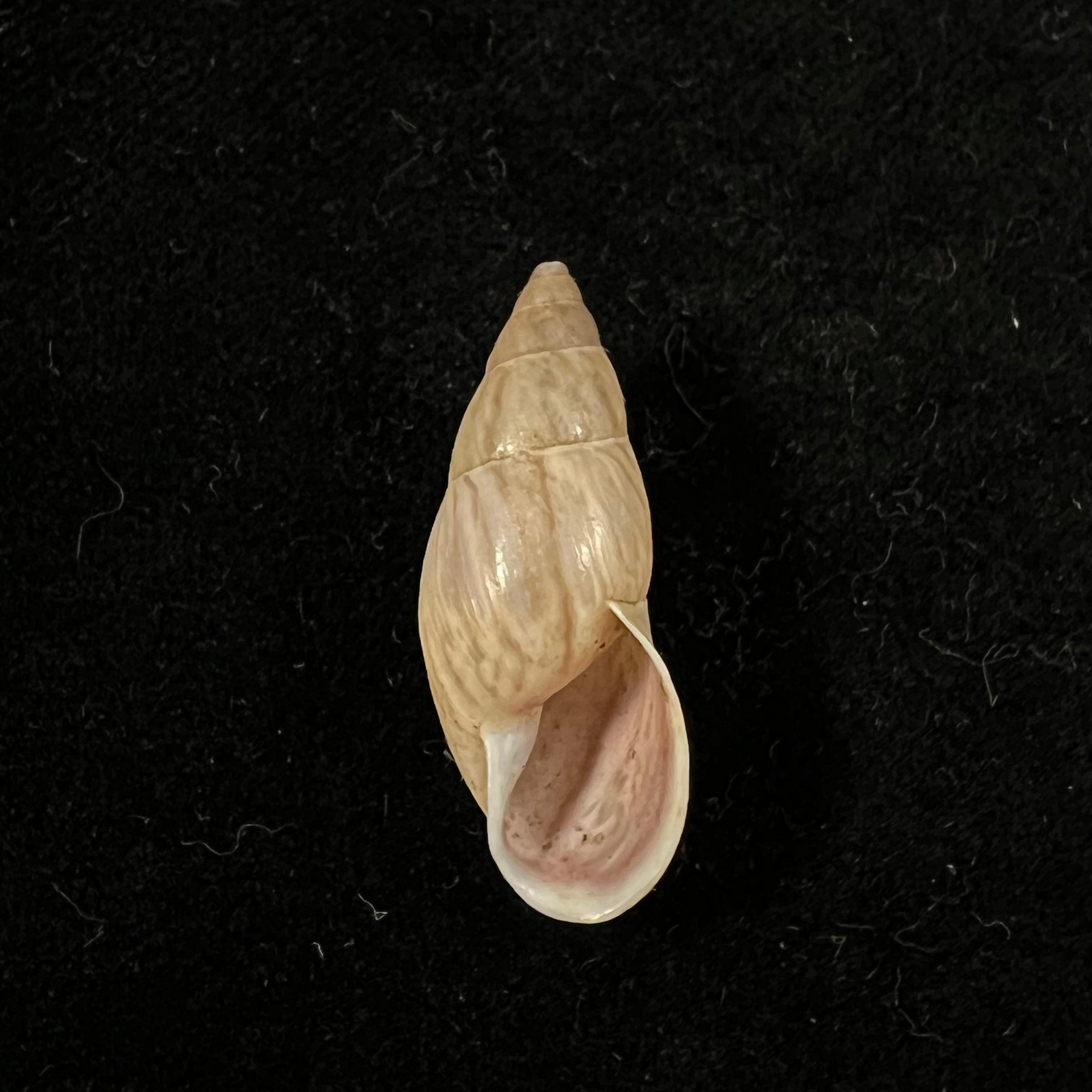 Drymaeus incognitus S. I. Da Costa, 1907 - 30,2mm