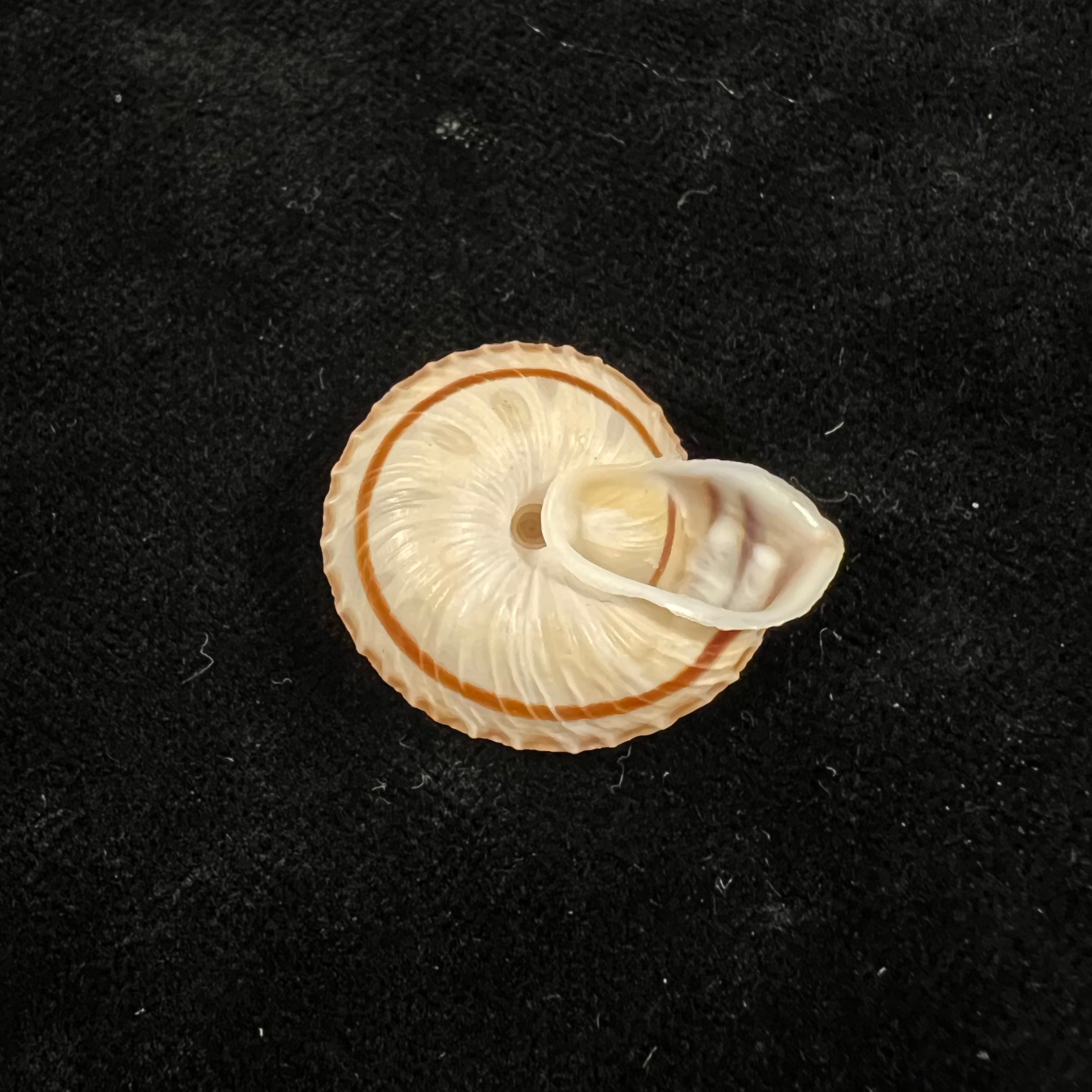 Obba rota (布罗德里普, 1841) - 26,8mm