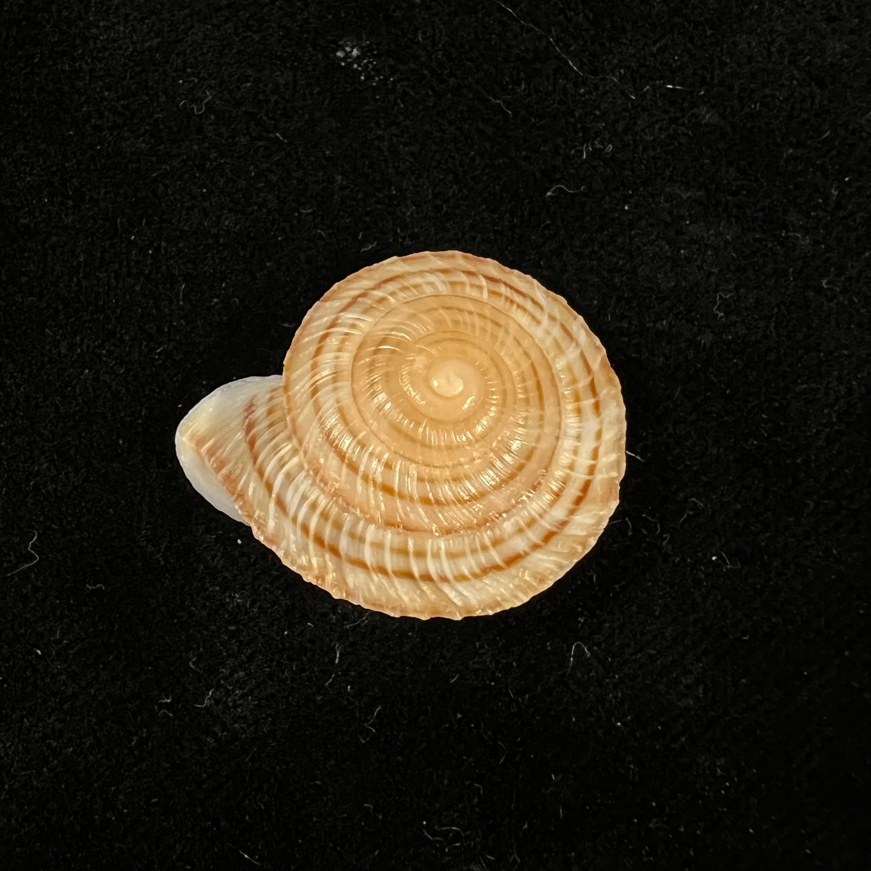 Obba rota (布罗德里普, 1841) - 26,8mm
