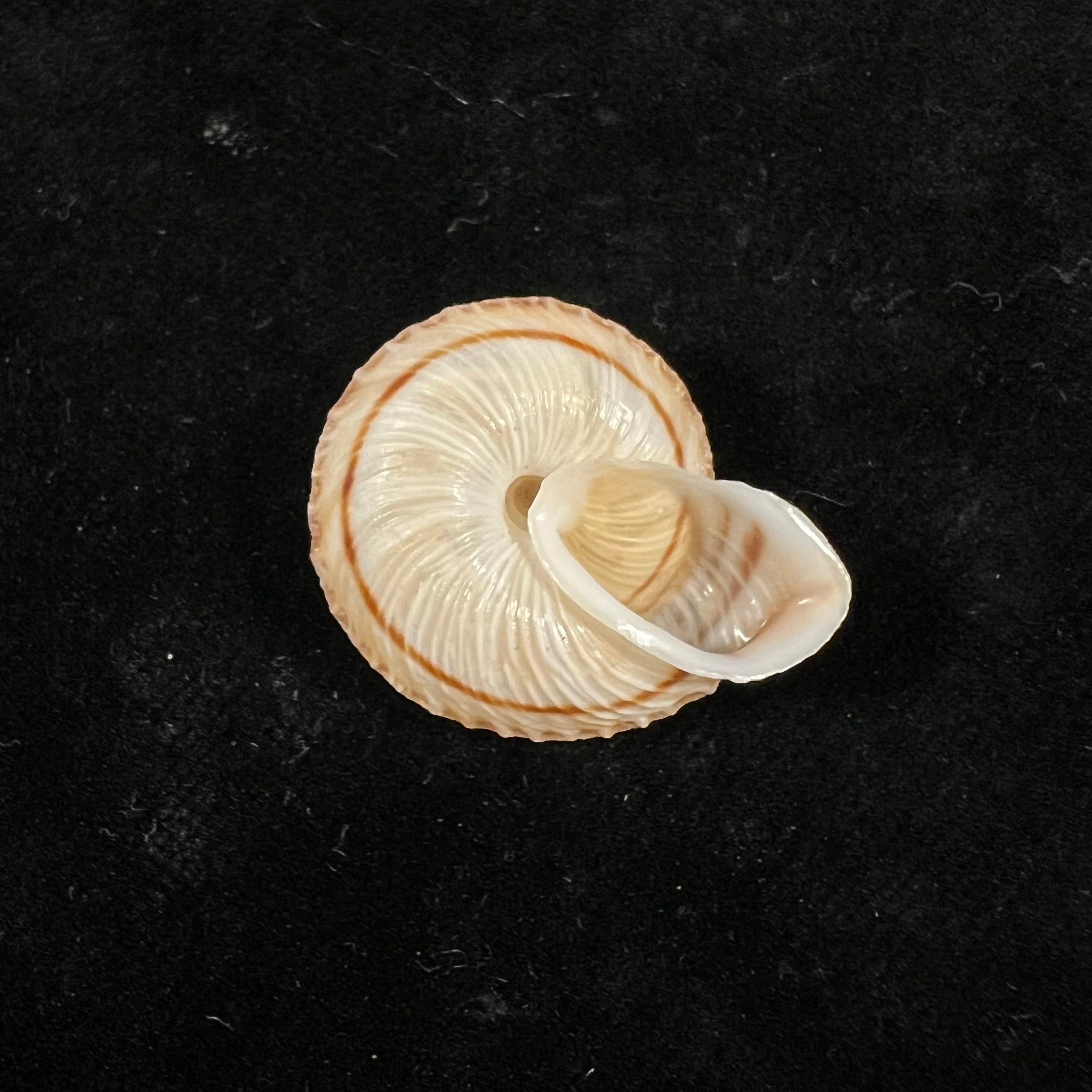 Obba rota (布罗德里普, 1841) - 26,8mm