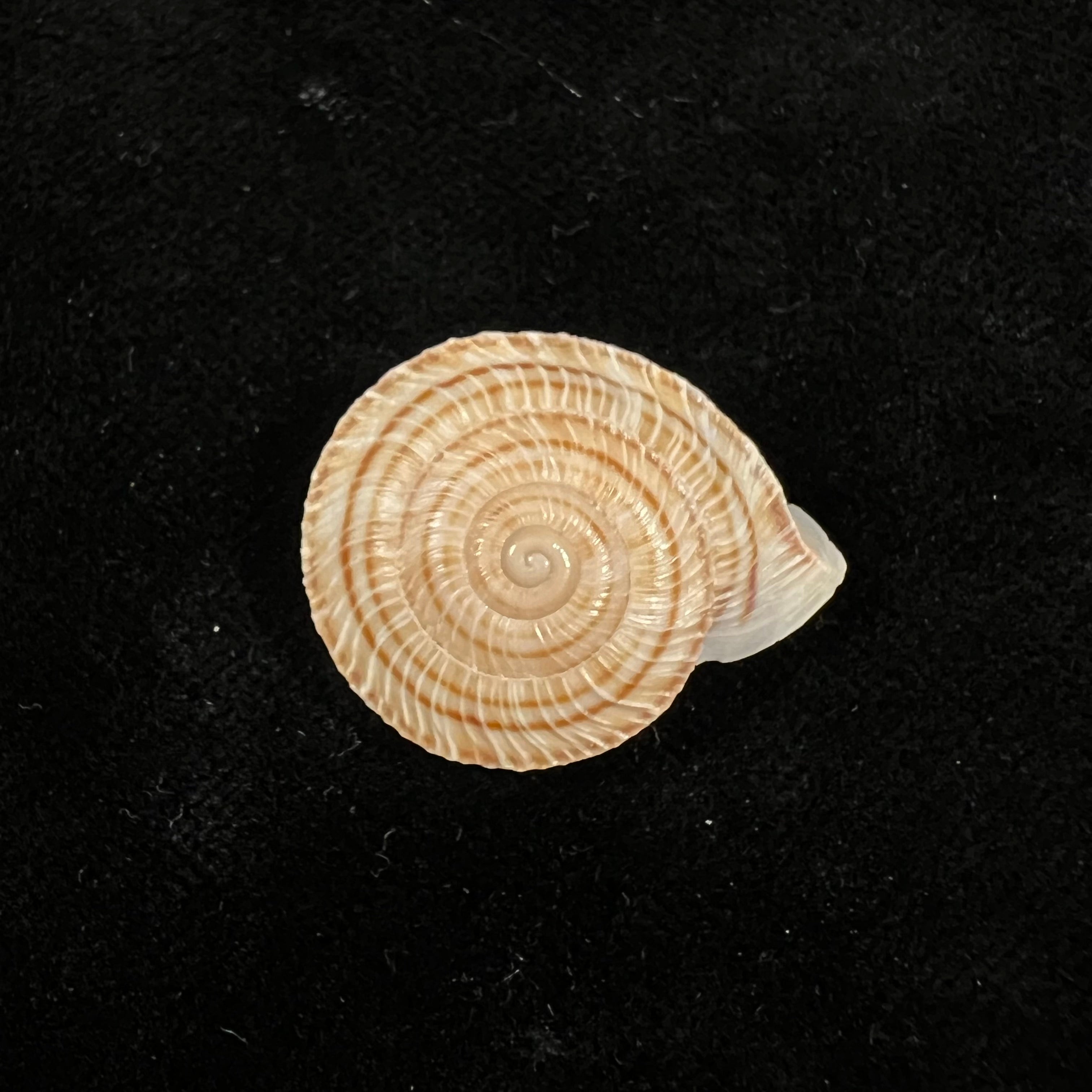 Obba rota (布罗德里普, 1841) - 25,6mm