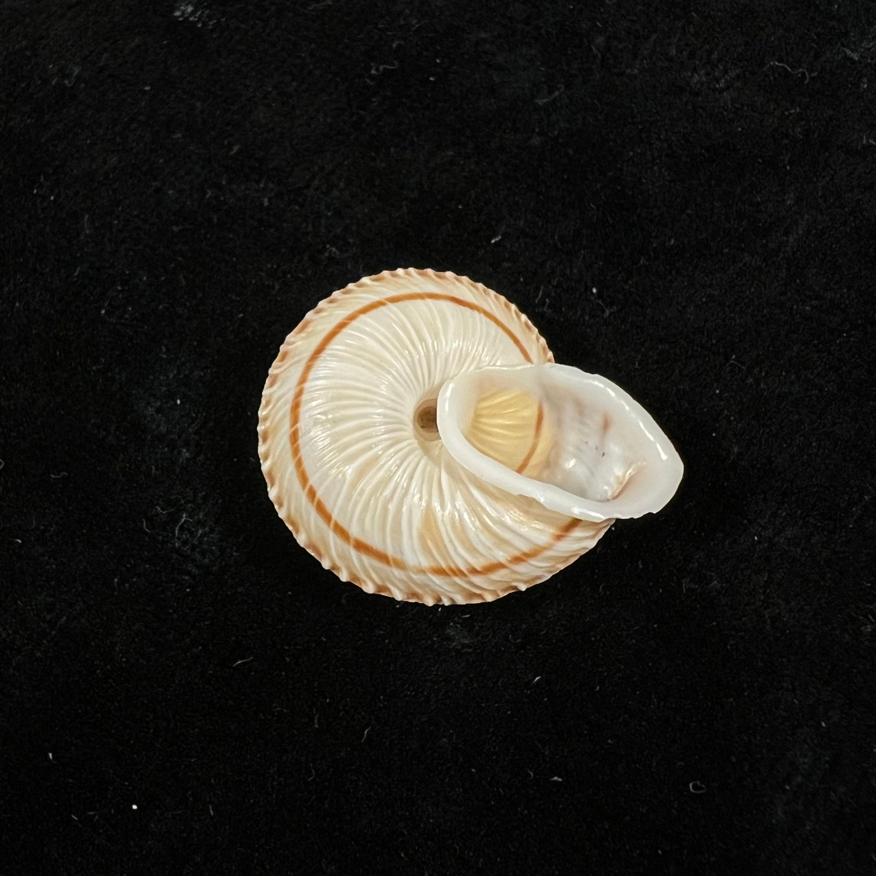 Obba rota (布罗德里普, 1841) - 25,6mm