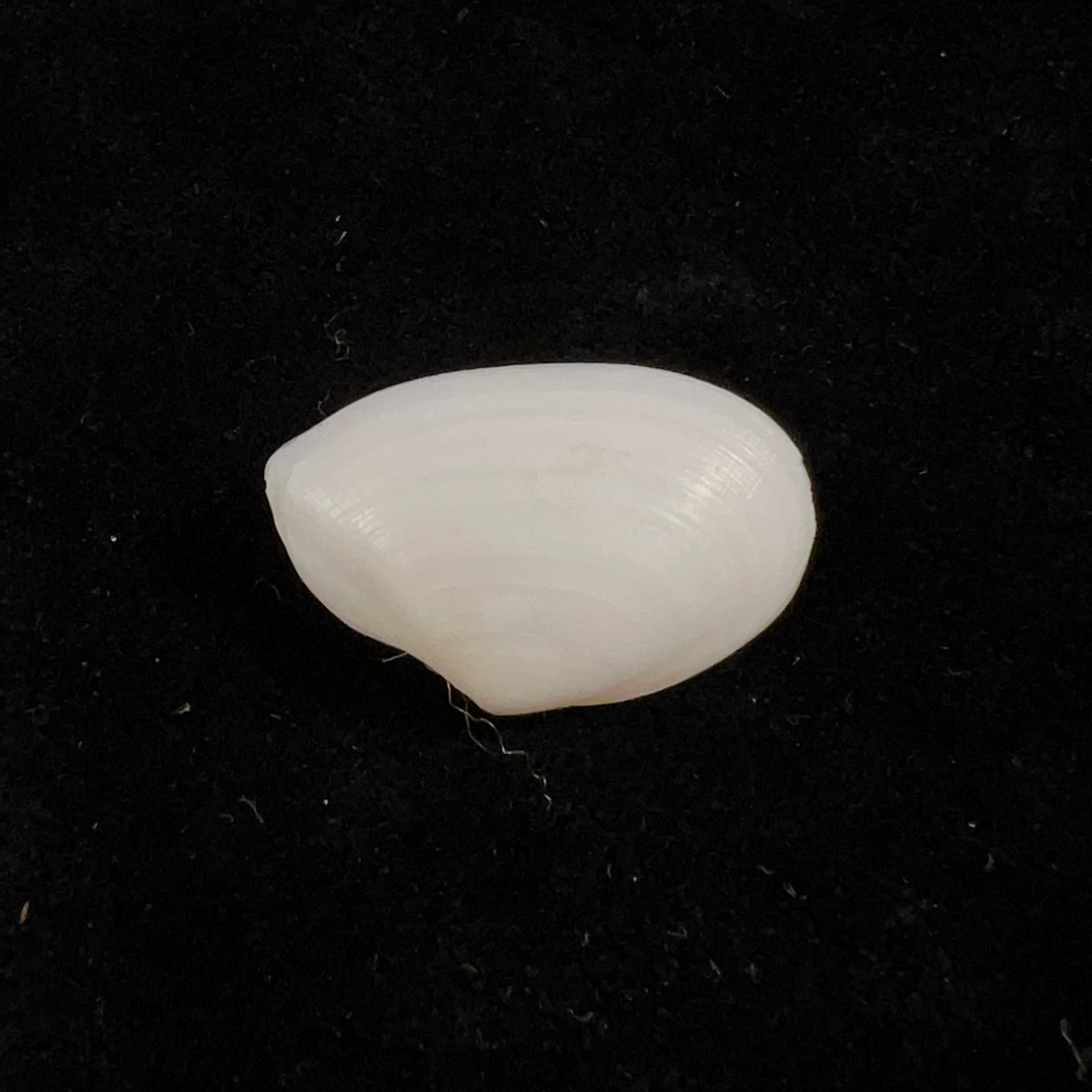 Eurytellina lineata (W. Turton, 1819) - 26,3mm