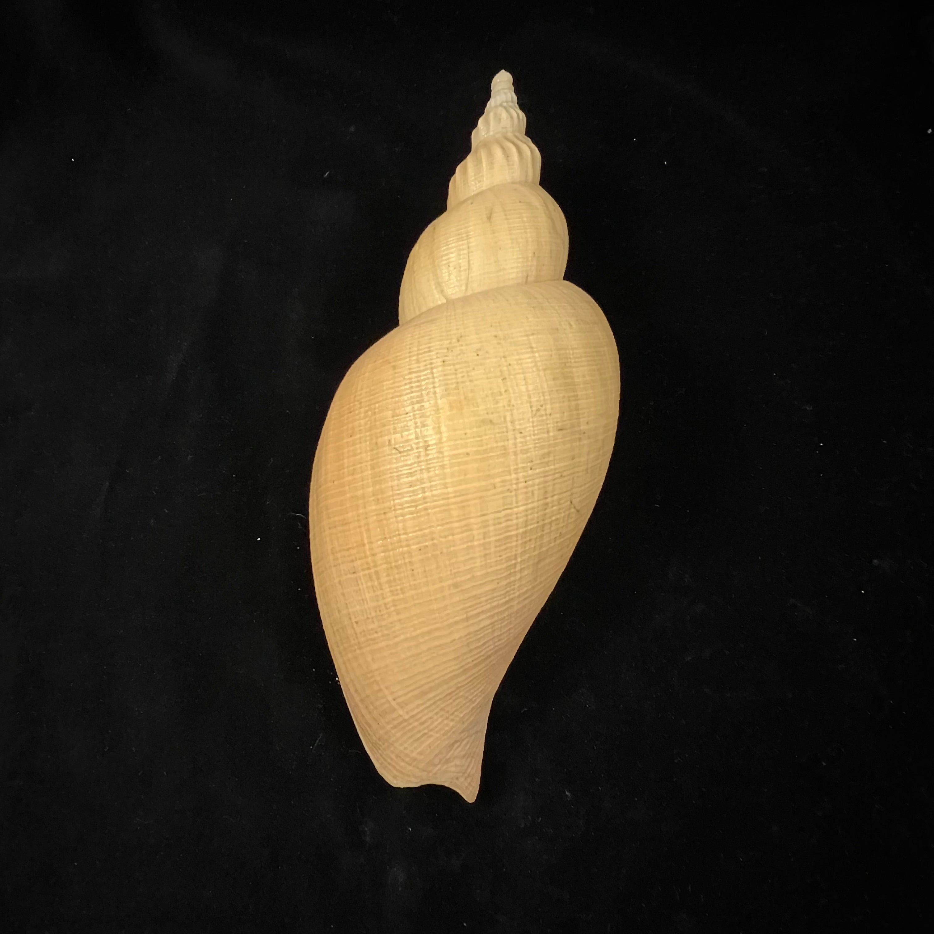 Adelomelon riosi Clench & Turner, 1964 - 182,6mm