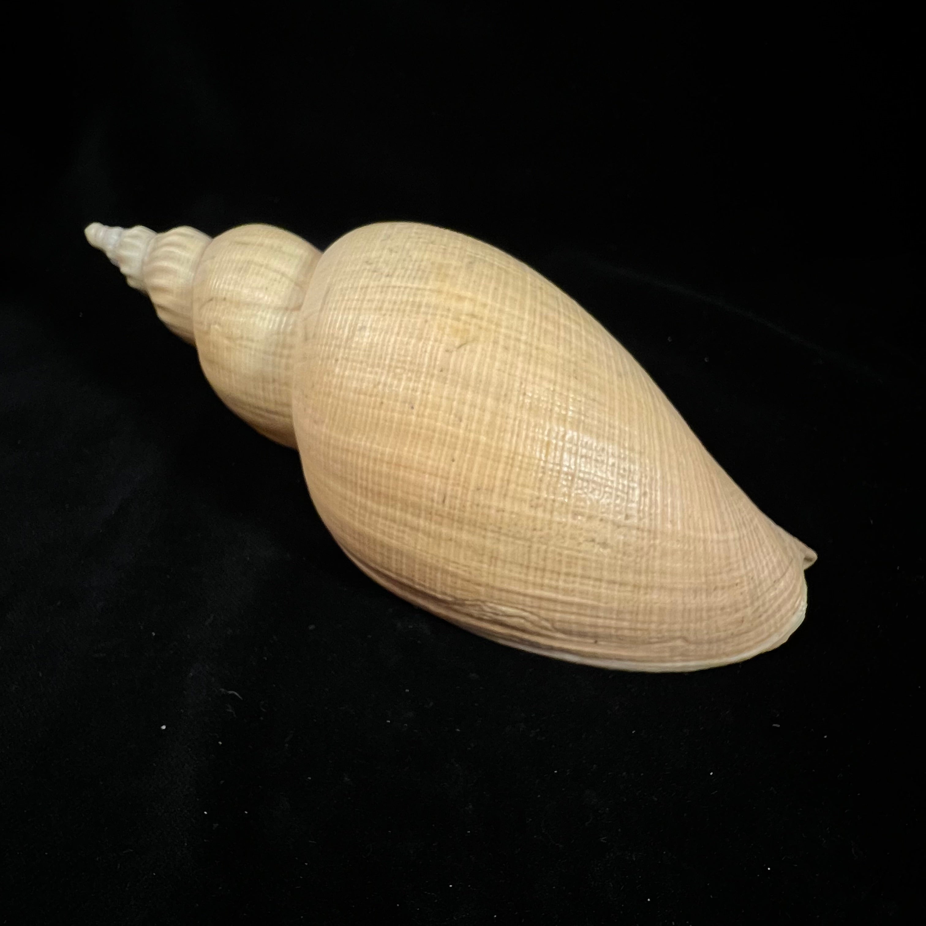 Adelomelon riosi Clench & Turner, 1964 - 182,6mm