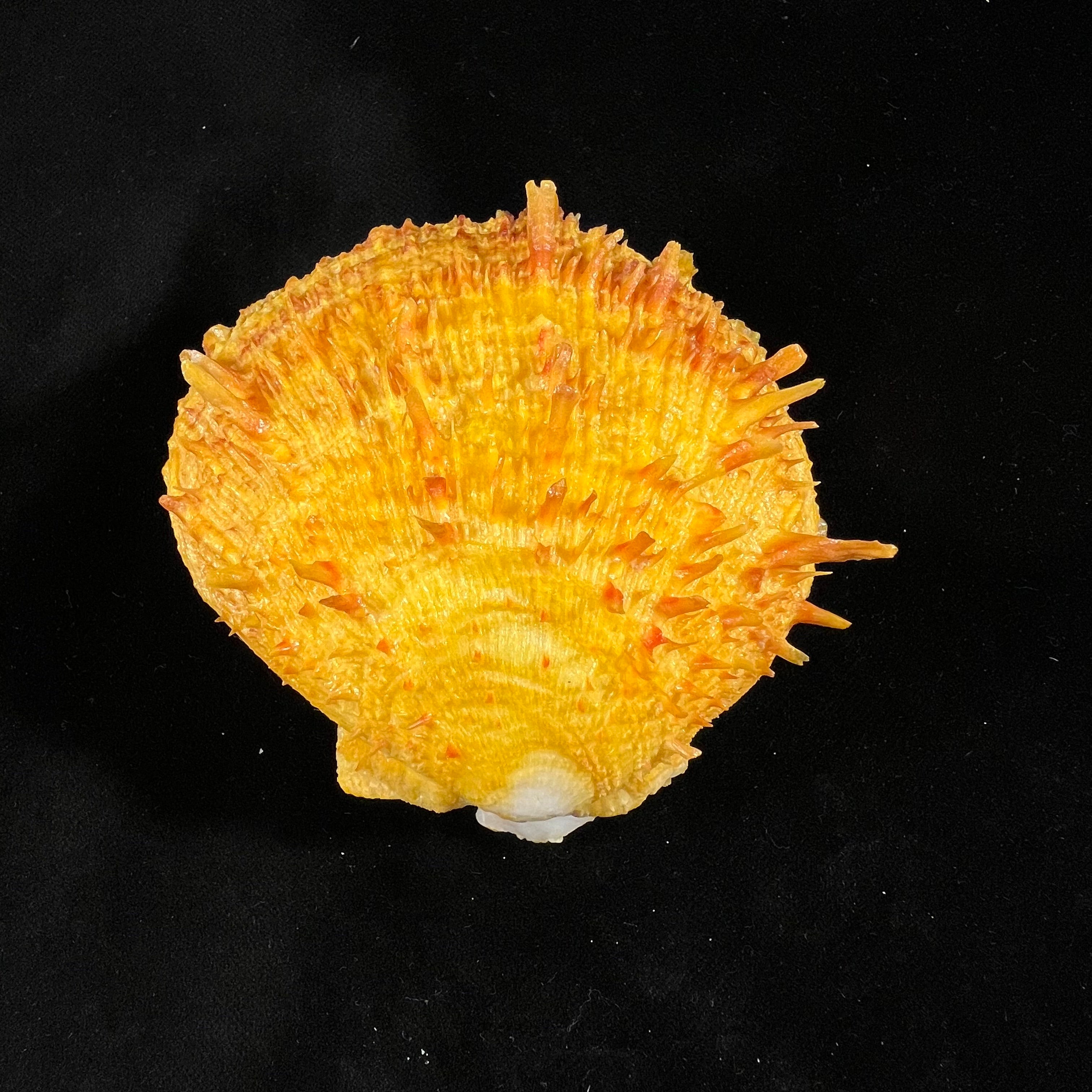 Spondylus ictericus Reeve, 1856 - 80,4mm