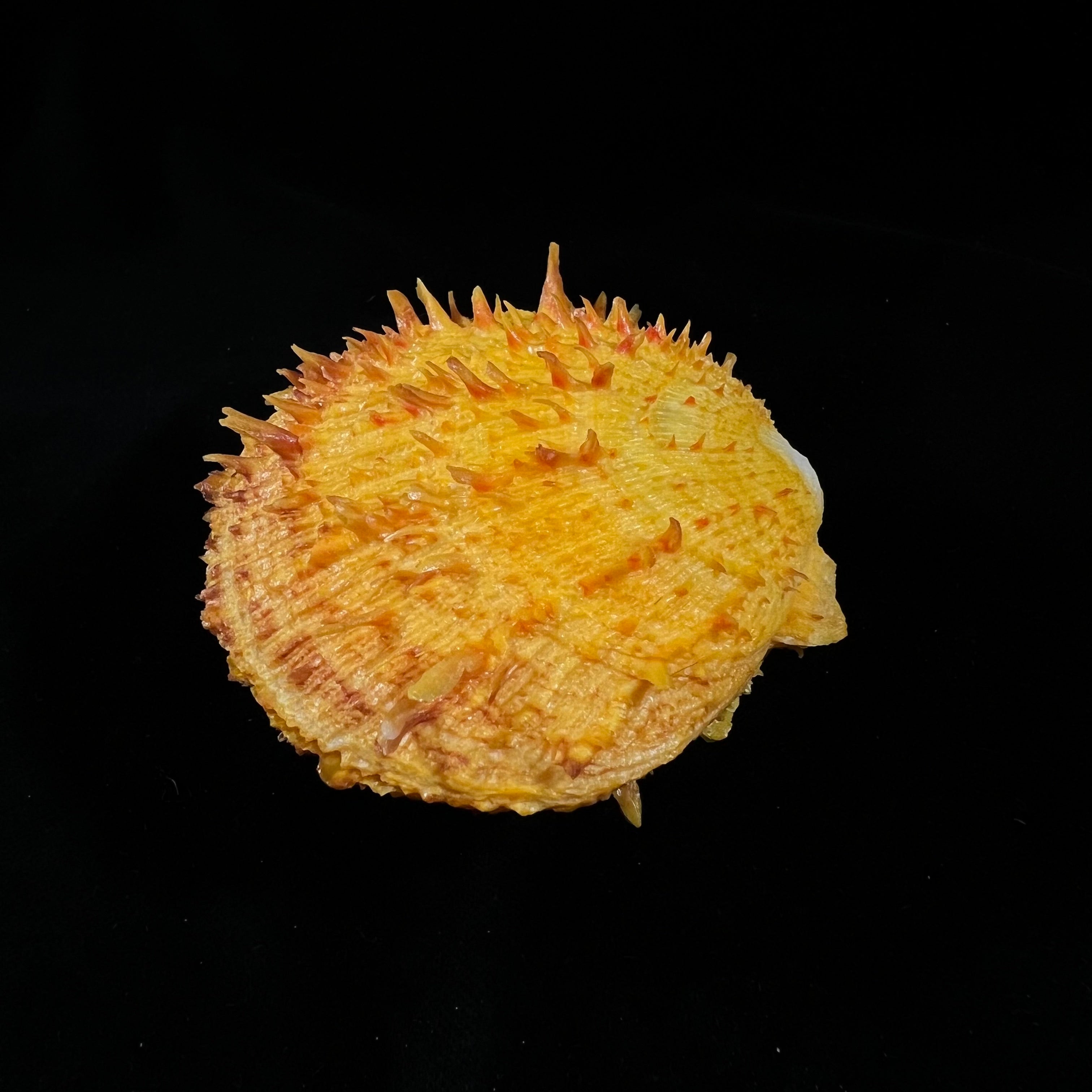 Spondylus ictericus Reeve, 1856 - 80,4mm