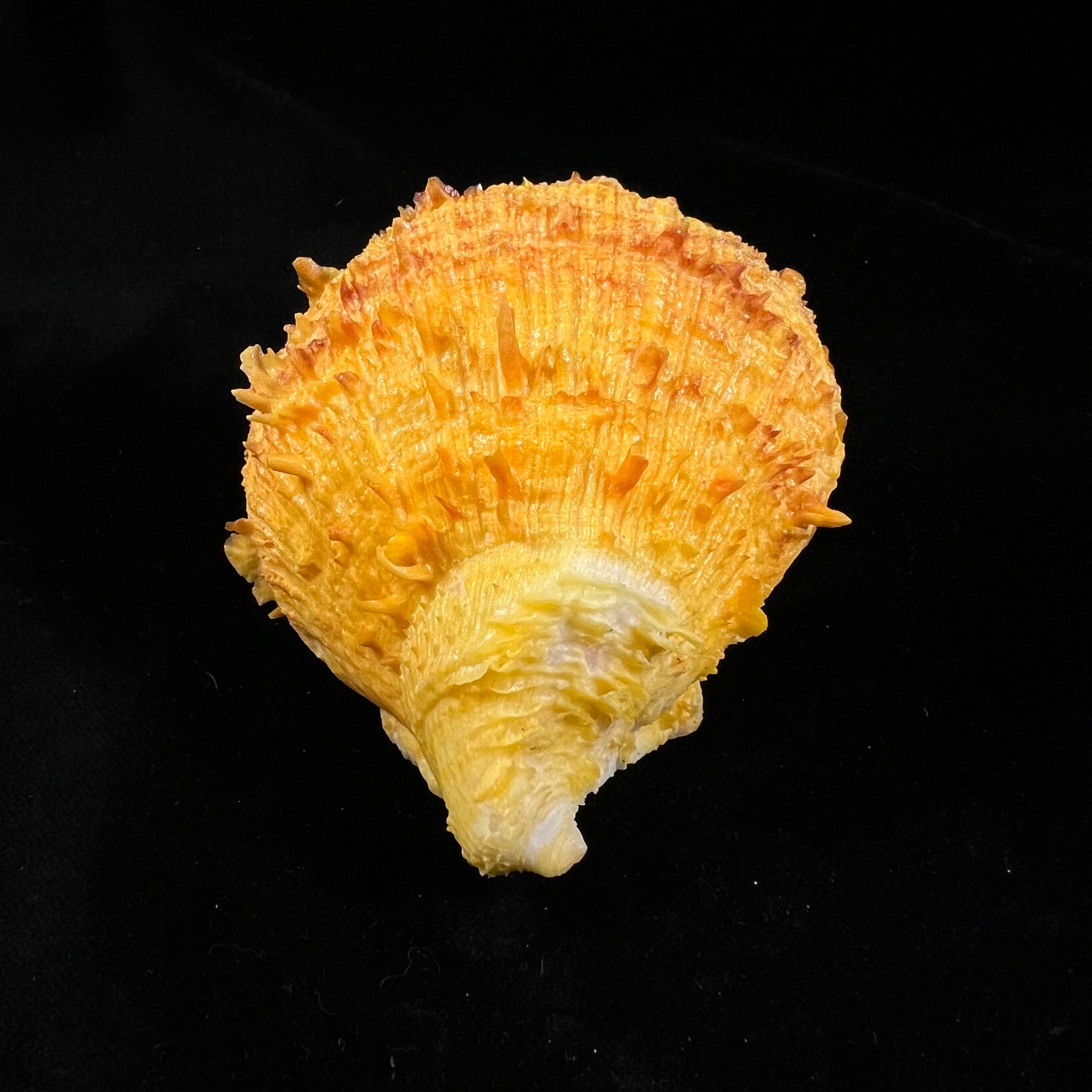 Spondylus ictericus Reeve, 1856 - 80,4mm