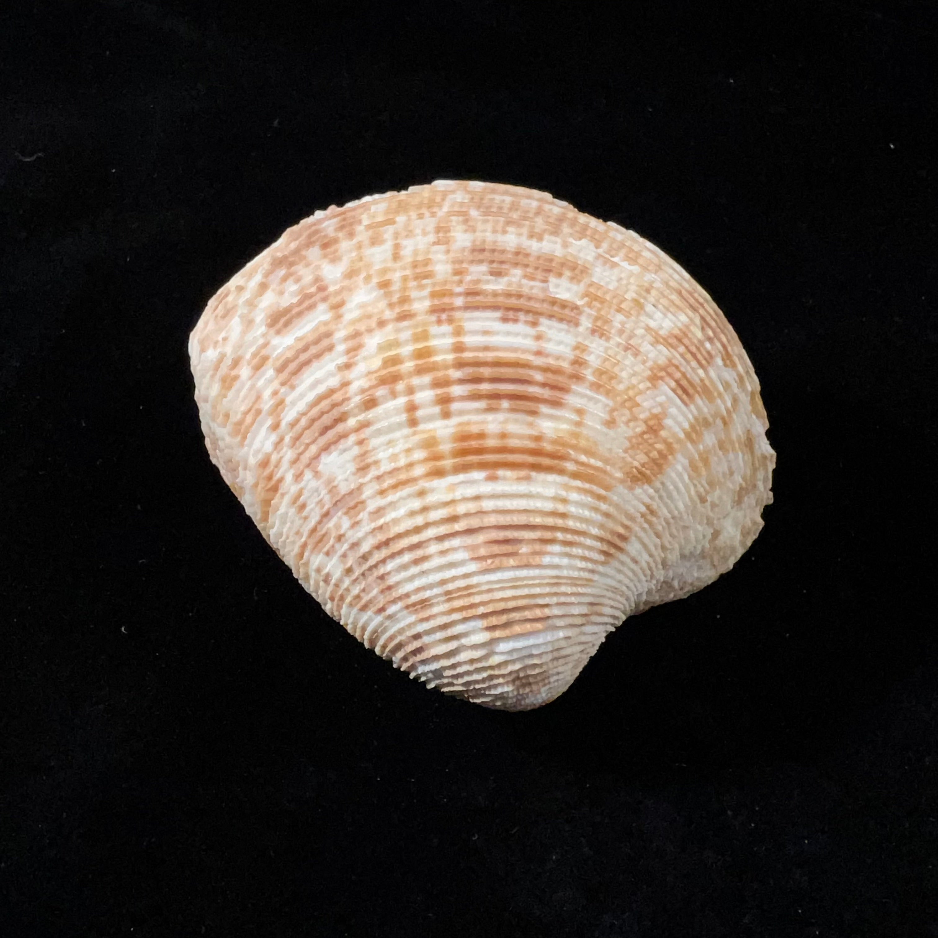 Chionopsis crenata (Gmelin, 1791) - 74,4mm