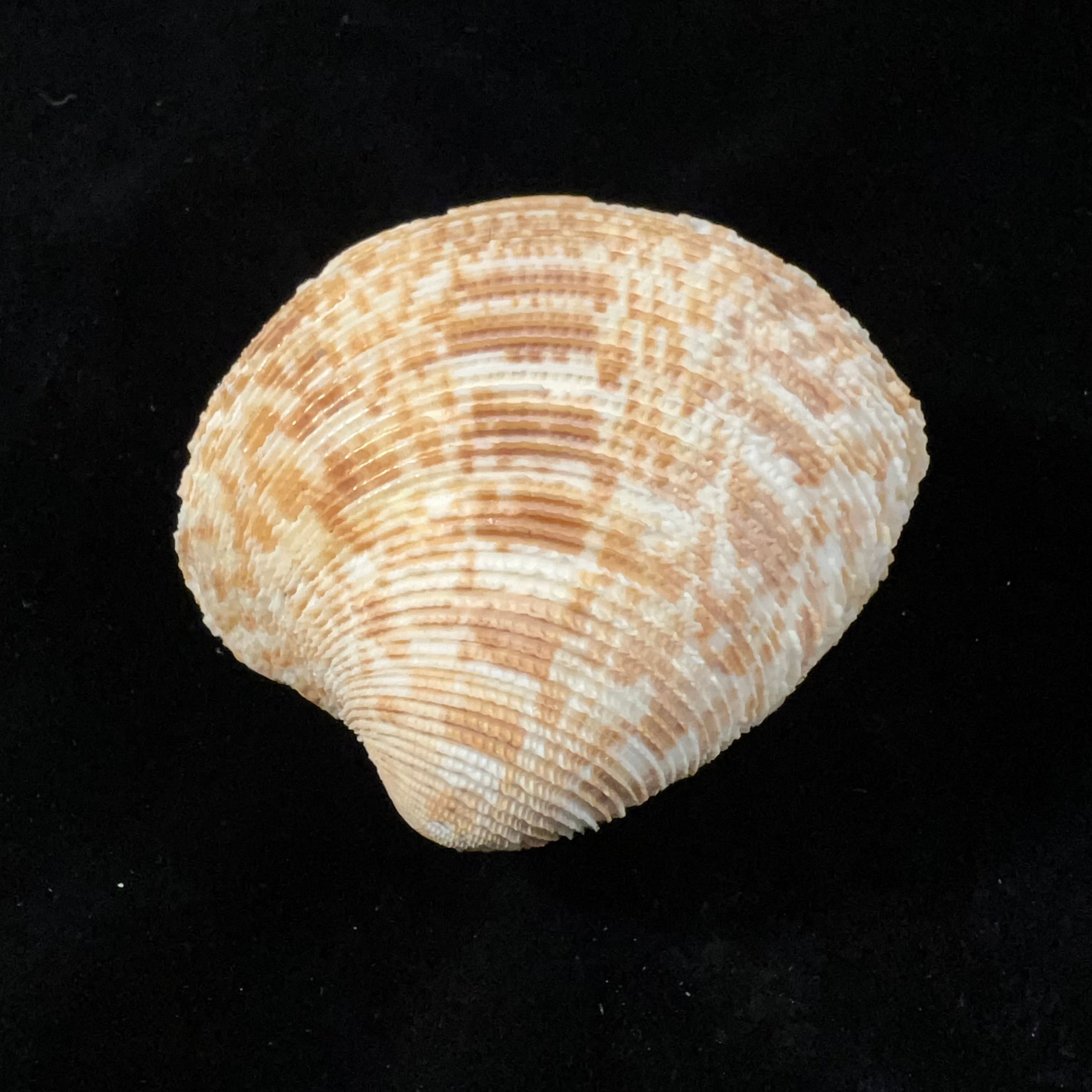 Chionopsis crenata (Gmelin, 1791) - 74,4mm