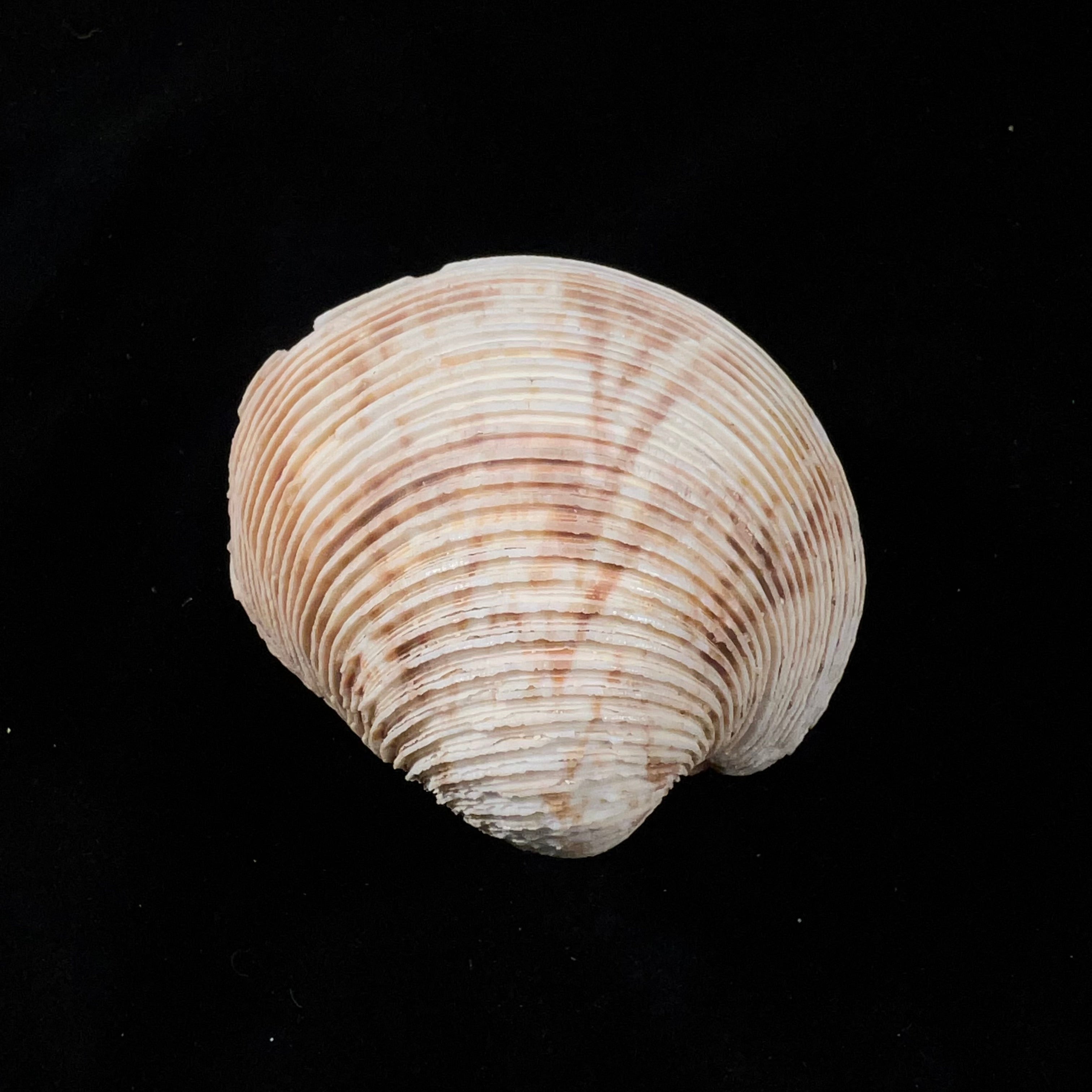 Globivenus rigida (Dillwyn, 1817) - 66,4mm