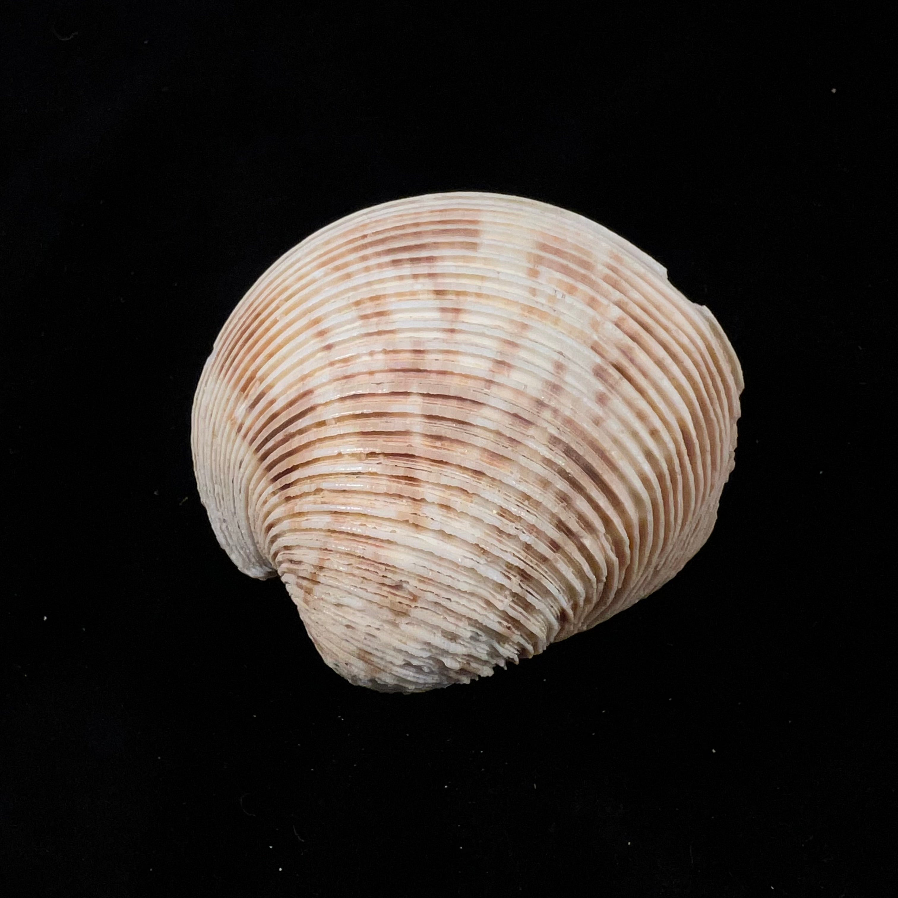 Globivenus rigida (Dillwyn, 1817) - 66,4mm