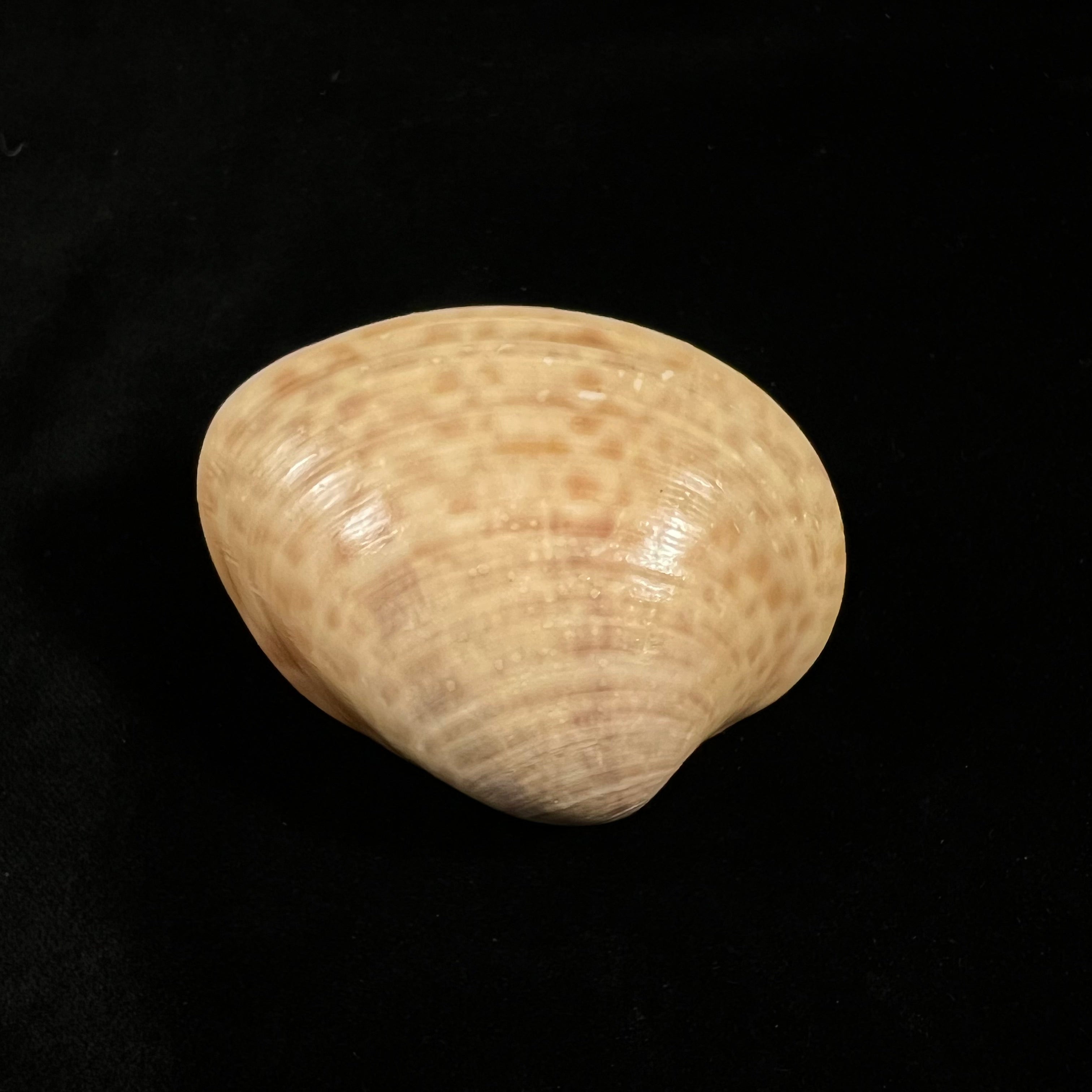 Megapitaria maculata (Linnaeus, 1758) - 57,6mm