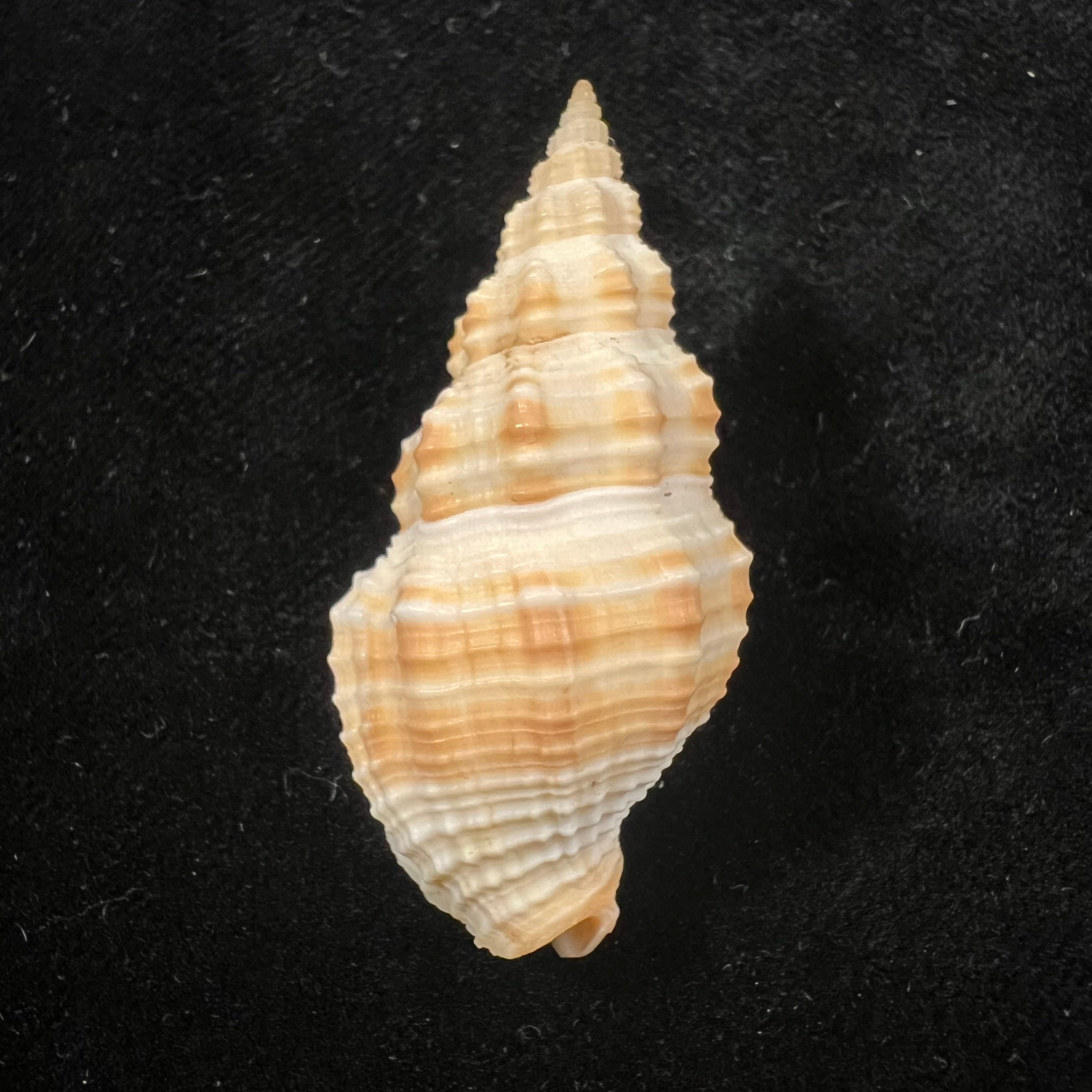 Phos crassus Hinds, 1843 - 45,5mm